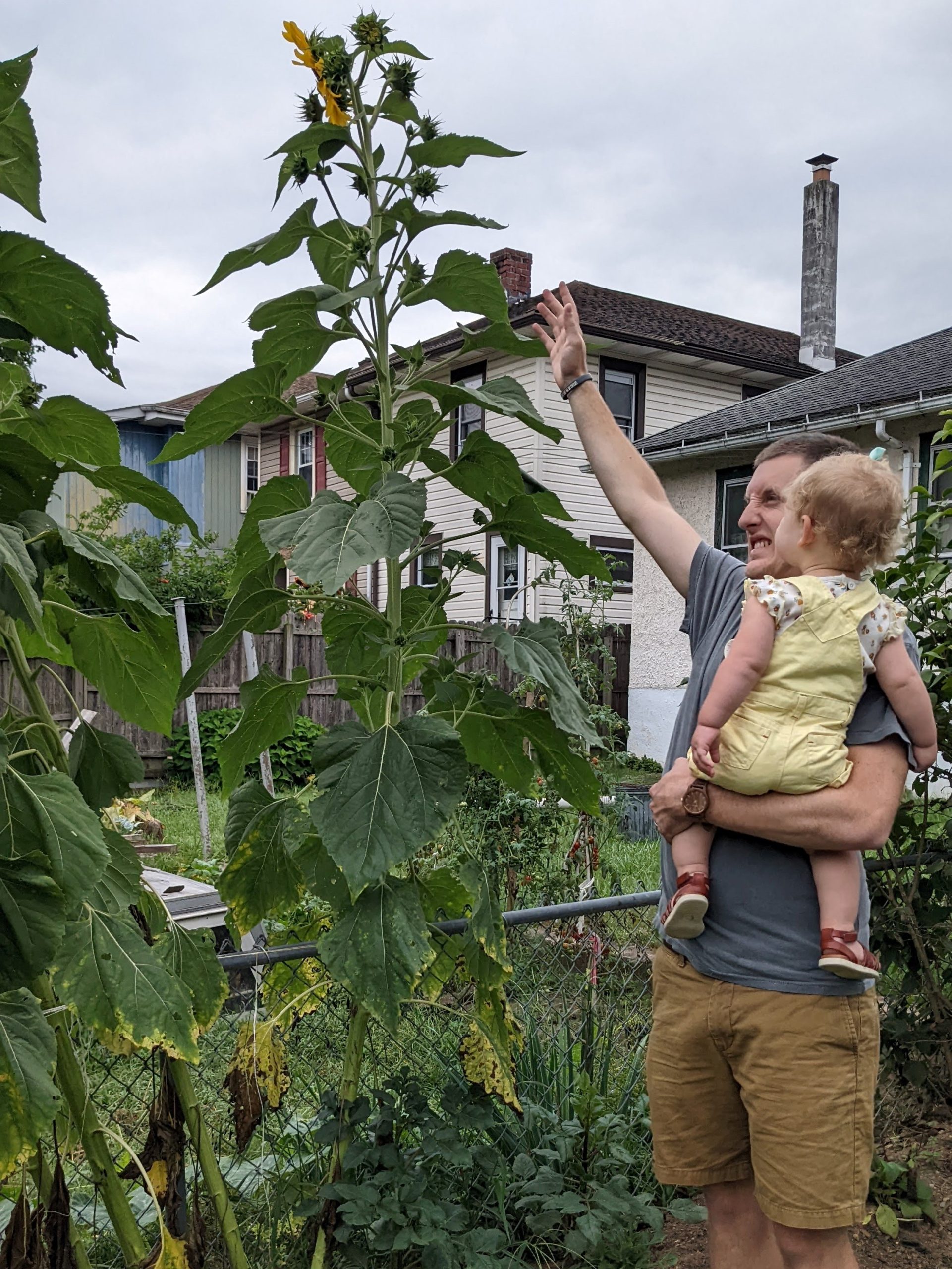 man holding a child reaching for a tall sunflower