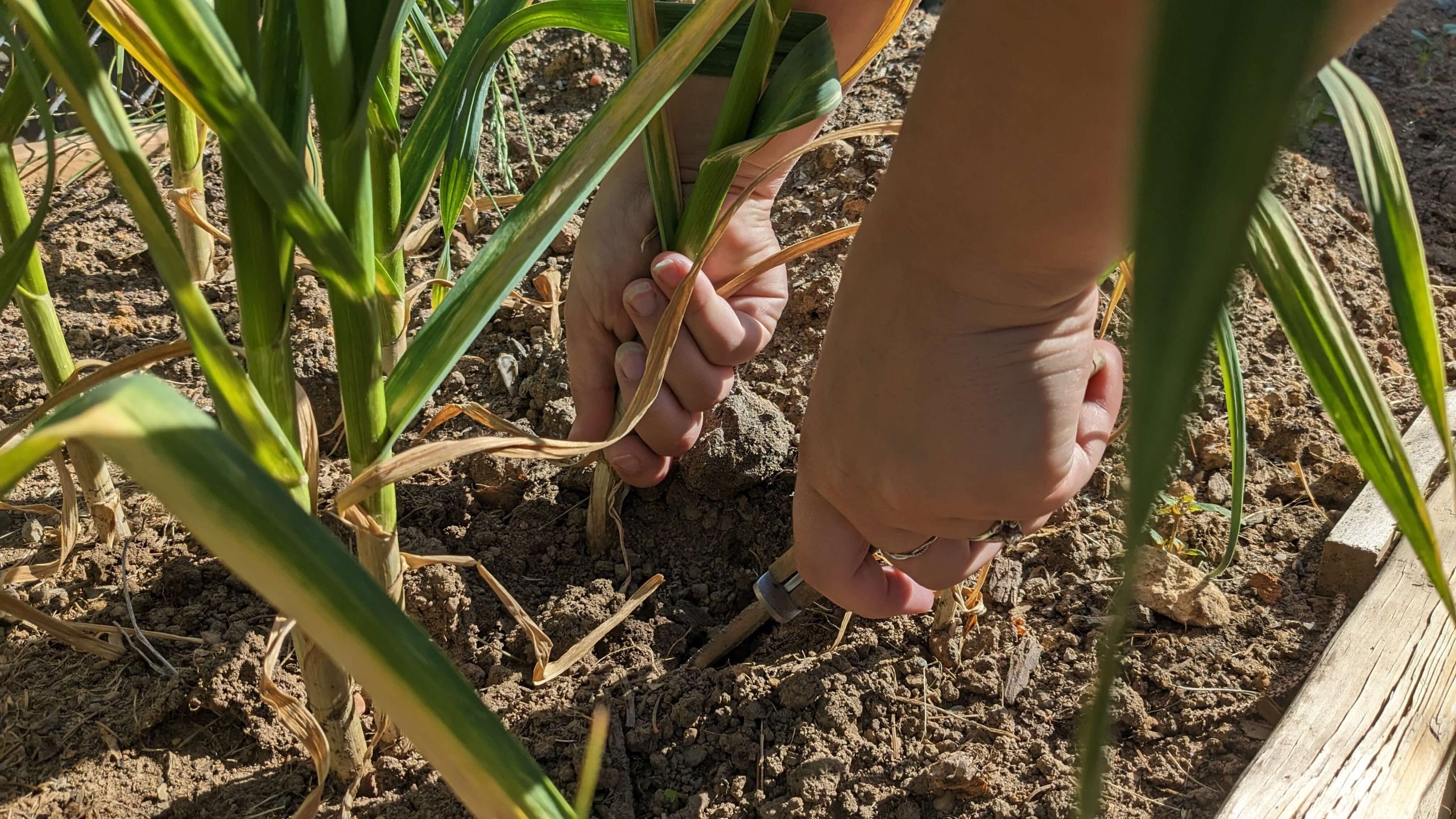 woman pulling a stalk of garlic out of dirt