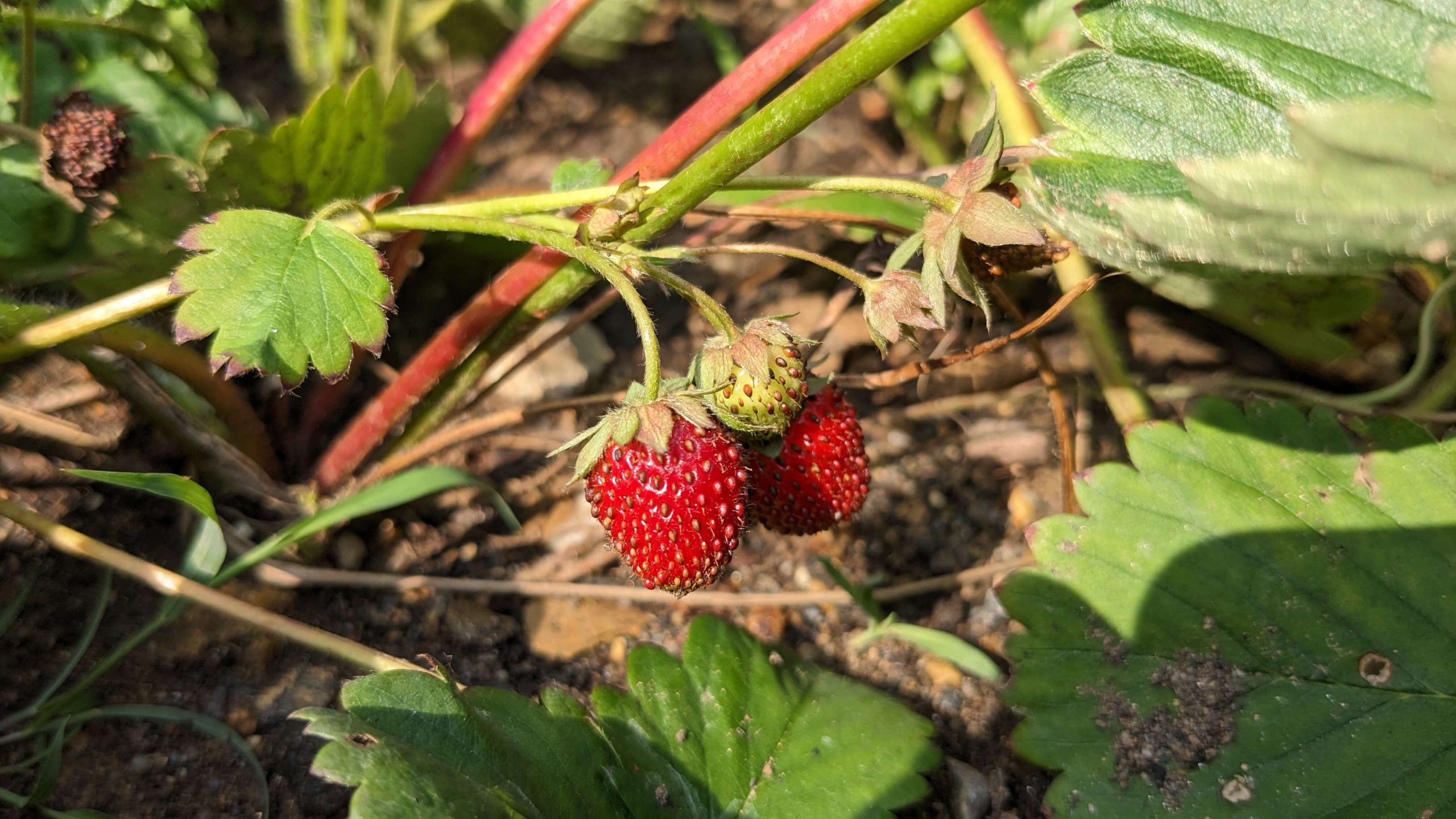 close up of strawberries growing on a vine