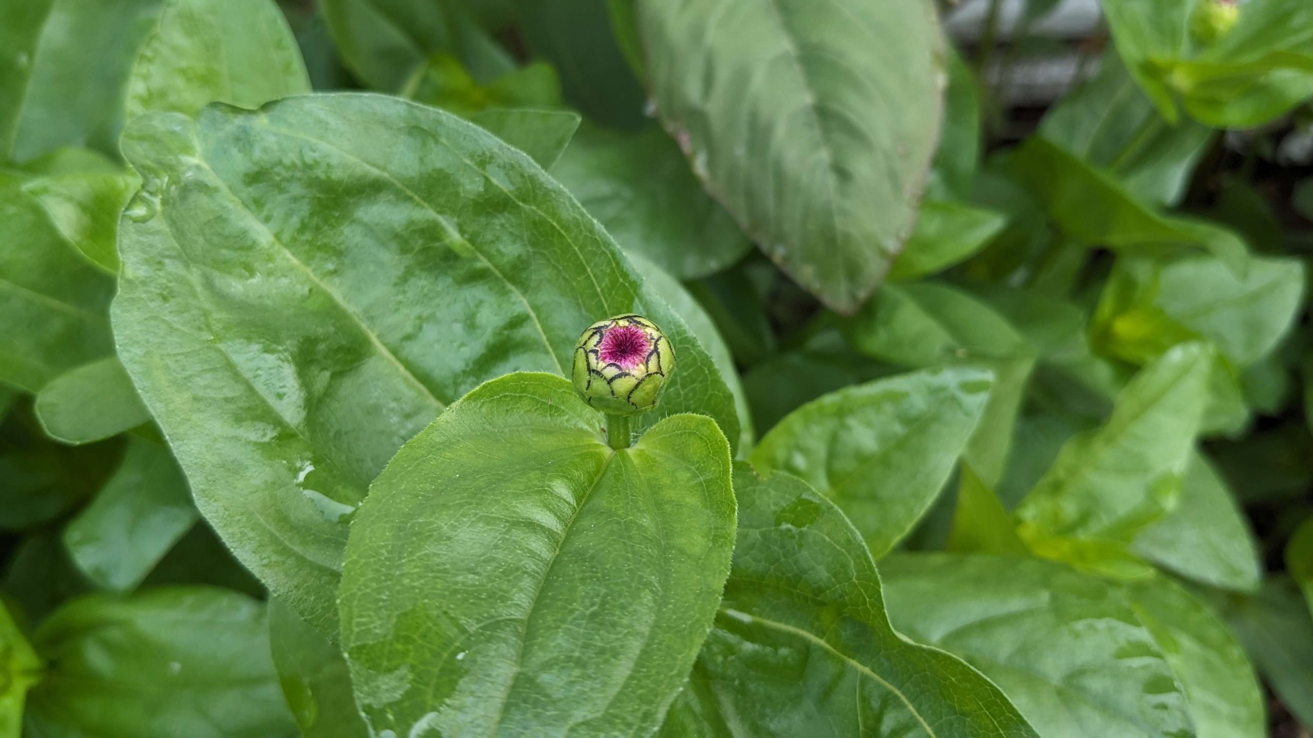 pink zinnia bud