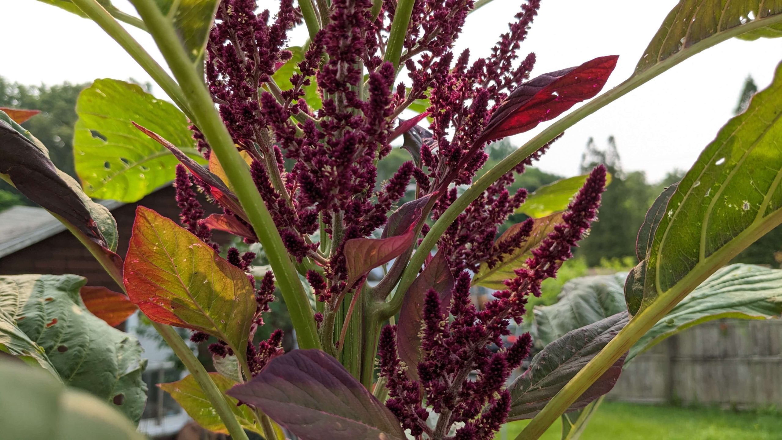 close up of purple amaranth