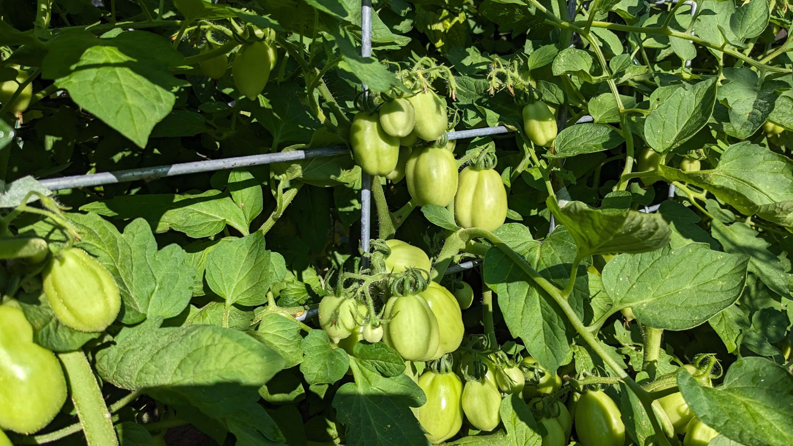 green tomatoes growing on vines