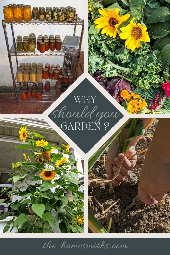 a combined picture of canning shelves, assorted flowers, sunflowers, and a garlic being harvested