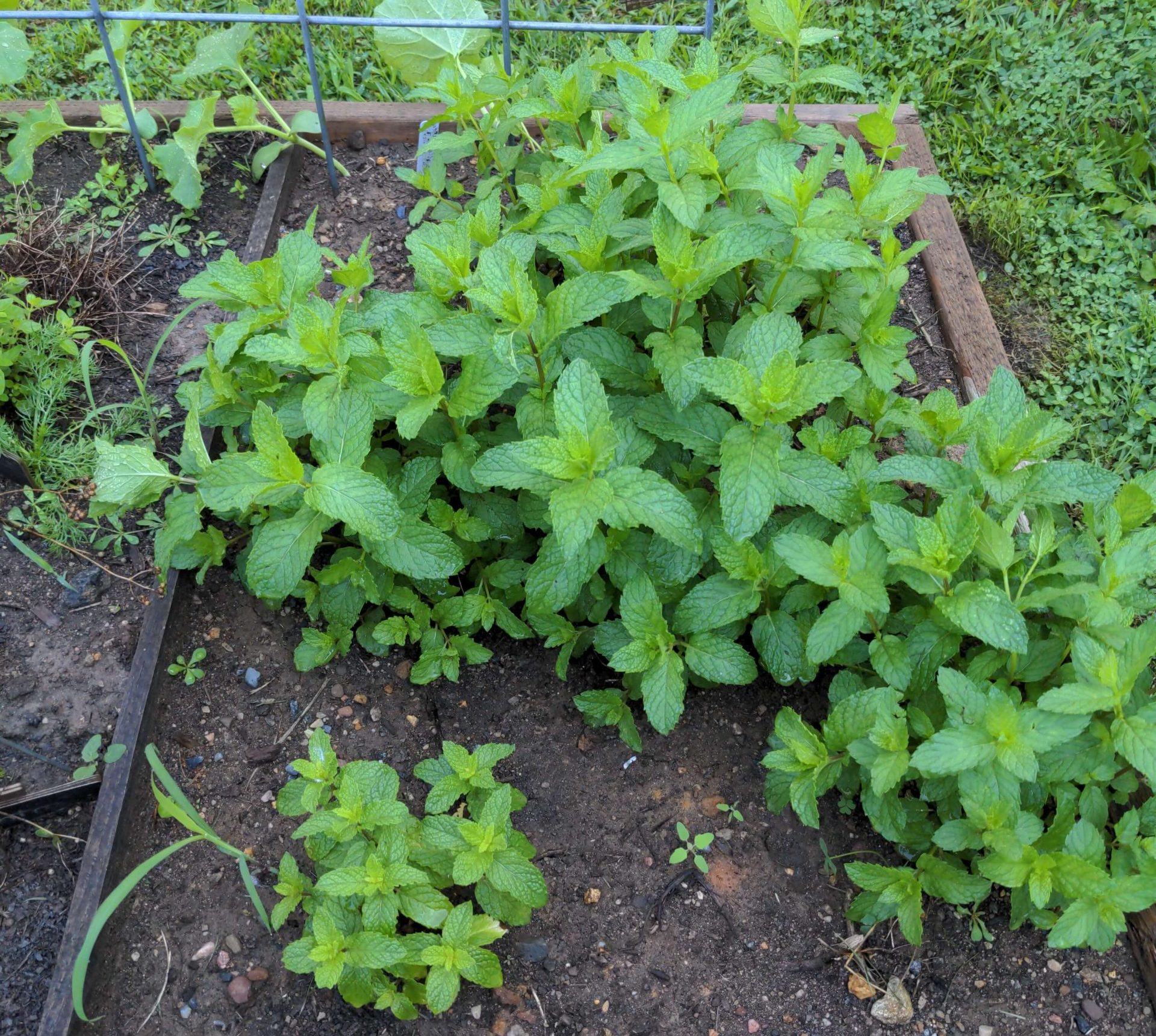 spearmint plant in a garden bed