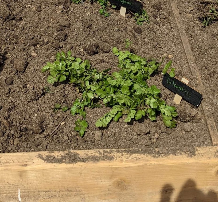wilting cilantro in soil