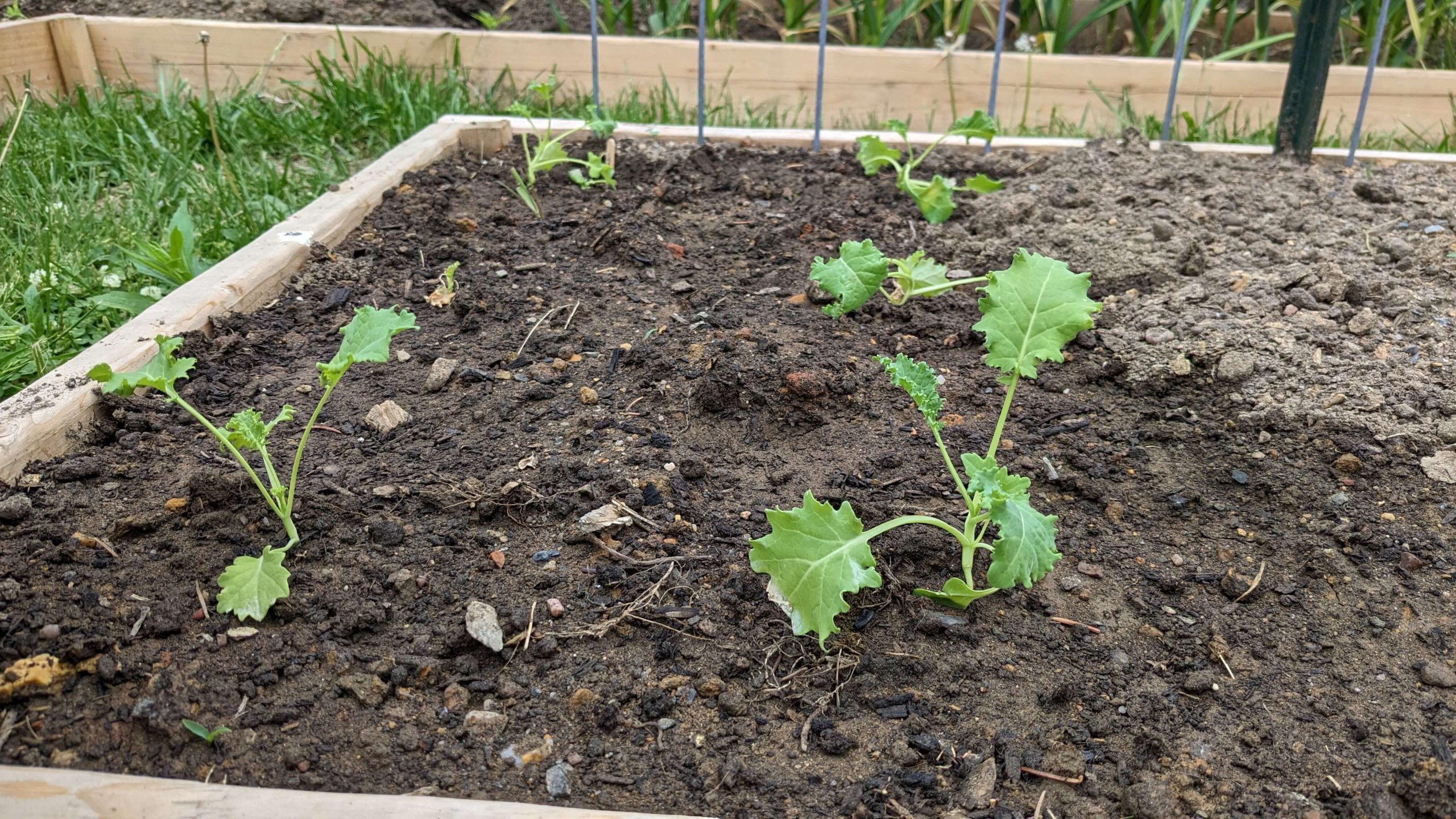 baby kale plants in soil