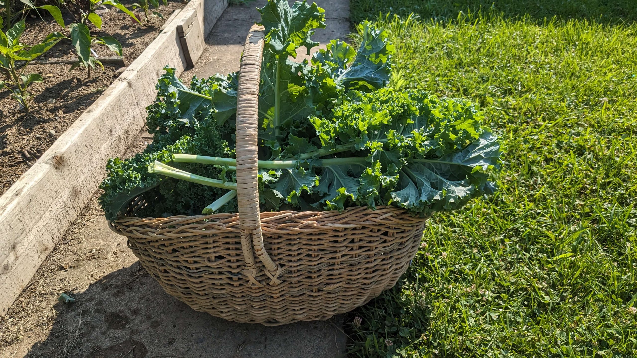 large basket full of kale