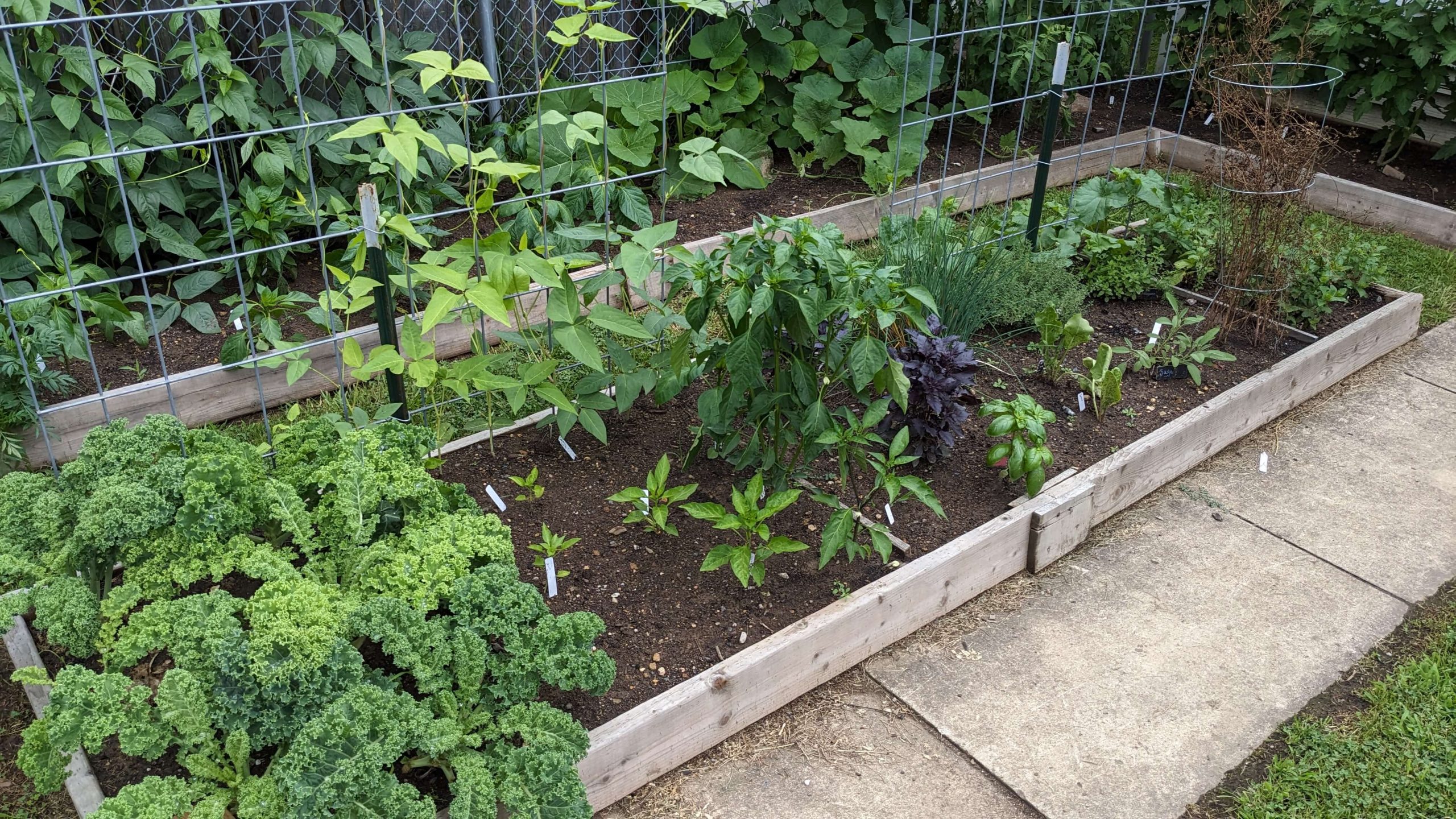 garden bed with kale, pepper plants, basil, chives, sage, and spearmint