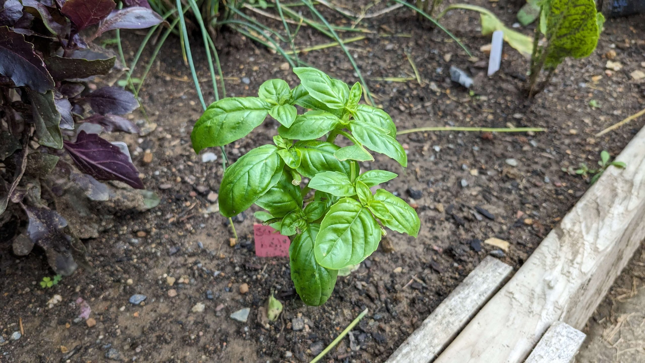 sweet basil plant with many leaves
