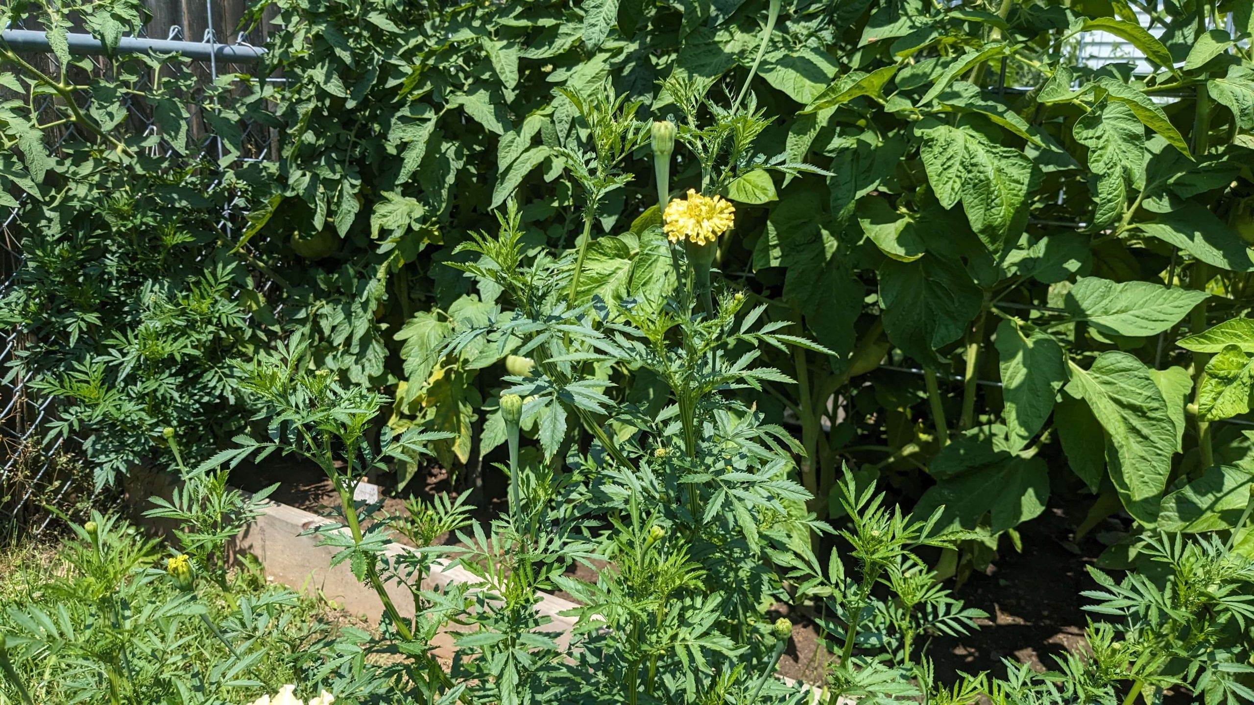 white marigold plant in front of tomato plants
