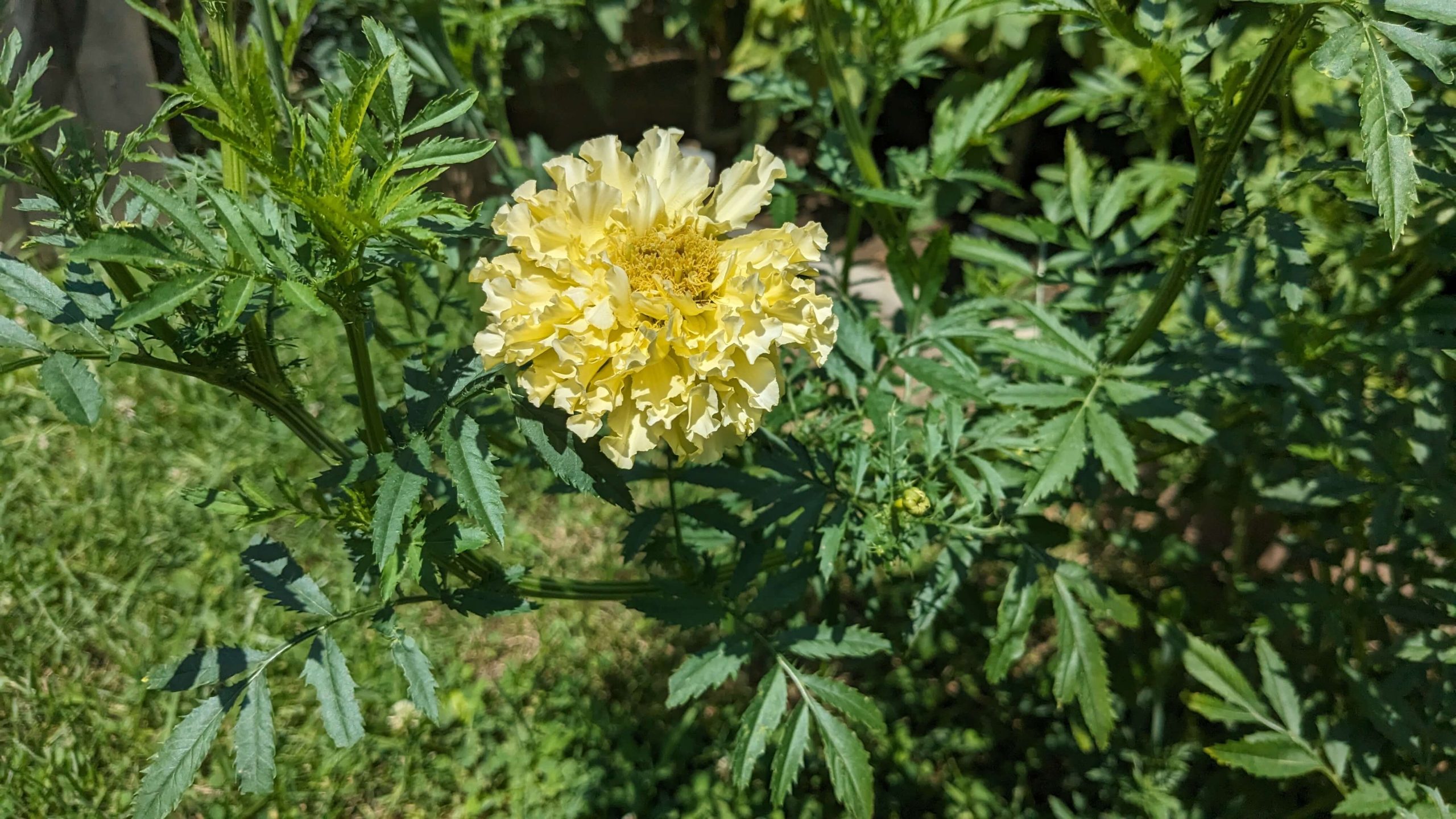close up of a white marigold plant in a garden bed