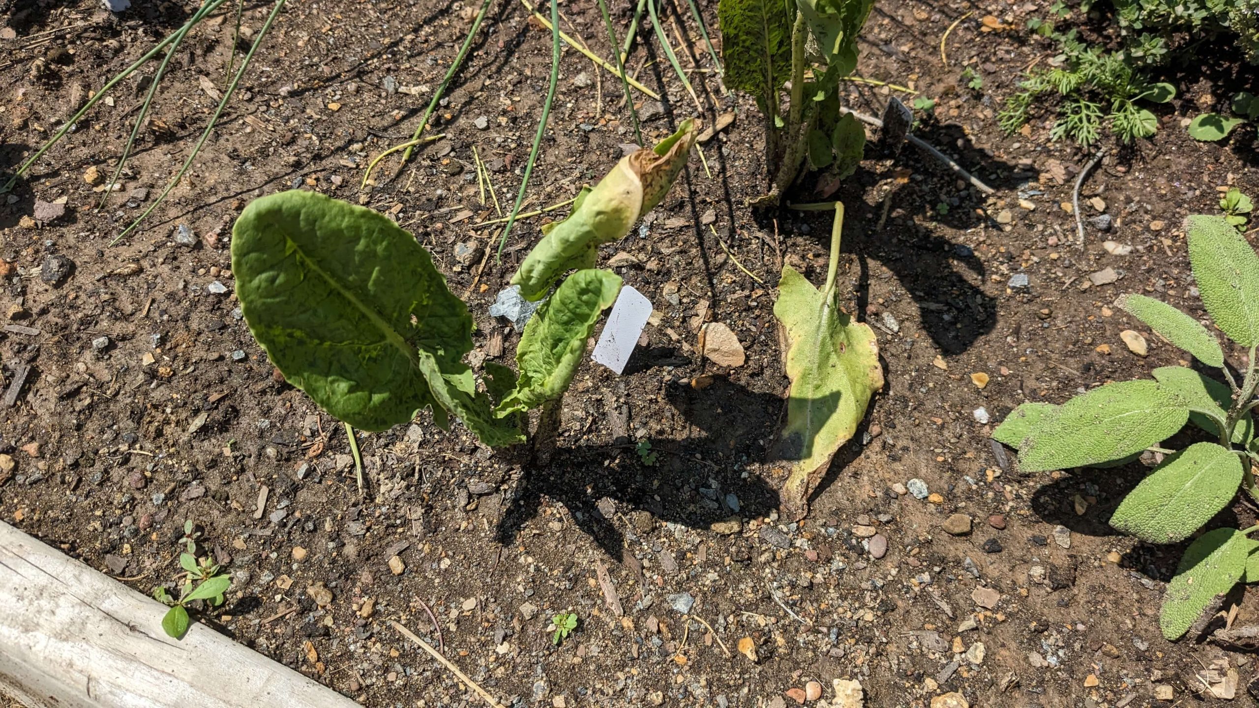 small sorrel plant in the soil