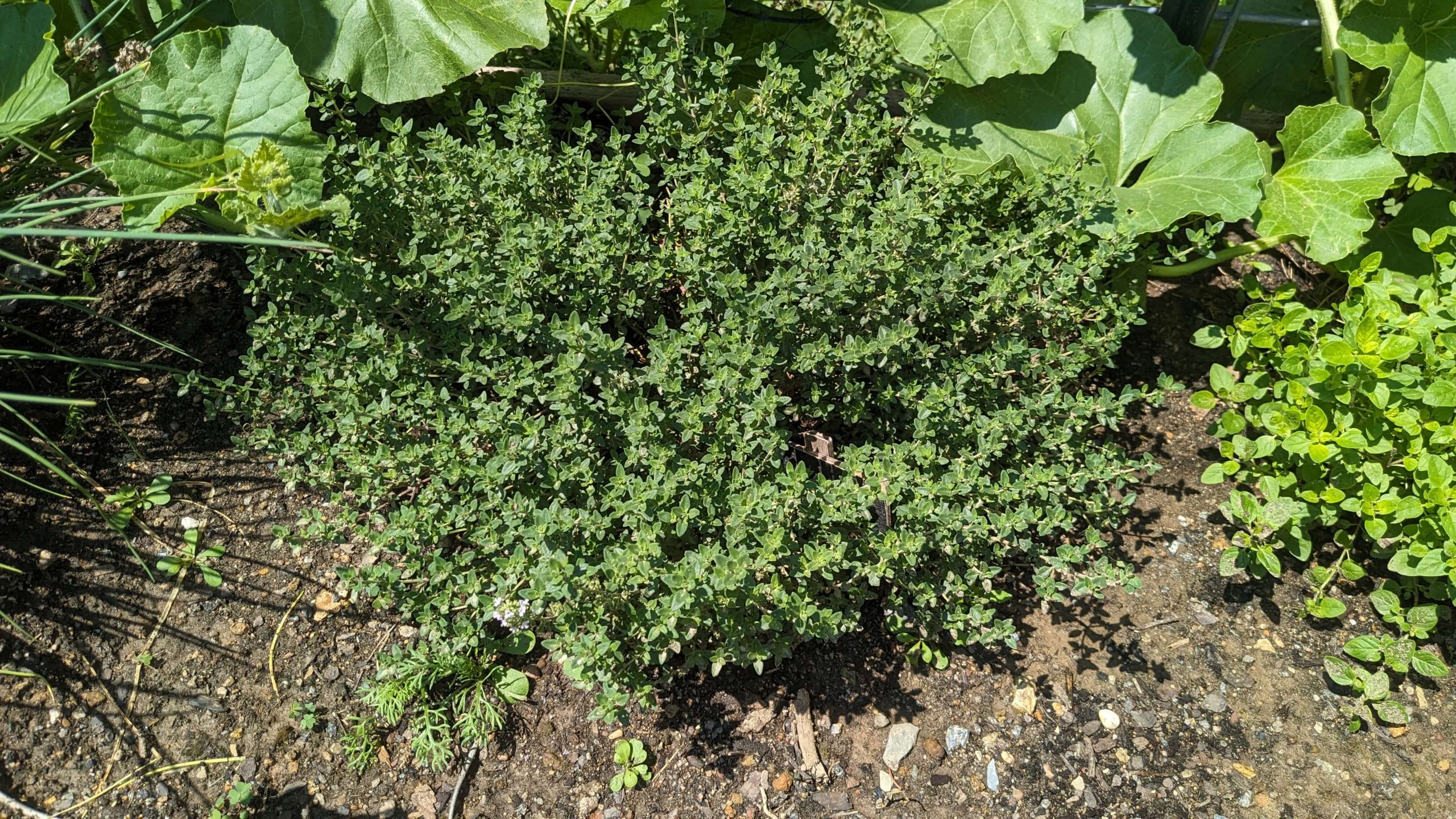 thyme plant in the garden surrounded by squash leaves and other herbs