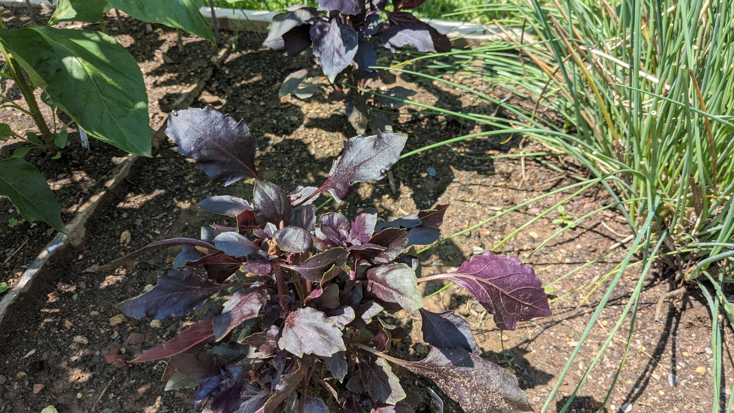 mature purple basil plant