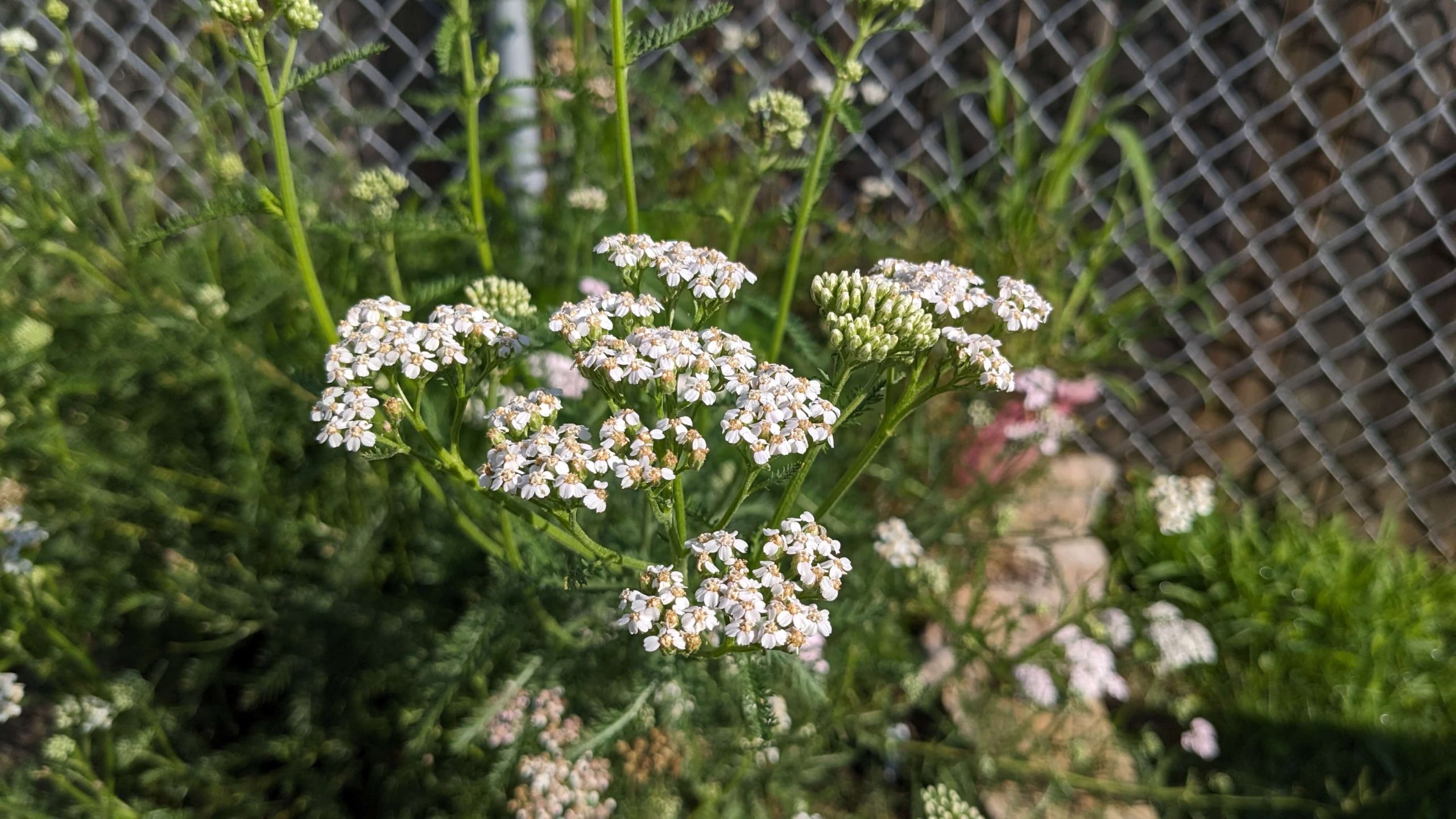 blooming white yarrow plant