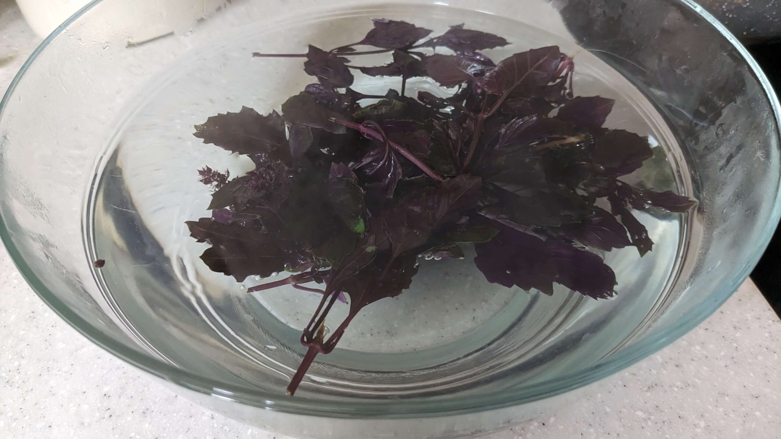purple basil leaves in a bowl of water