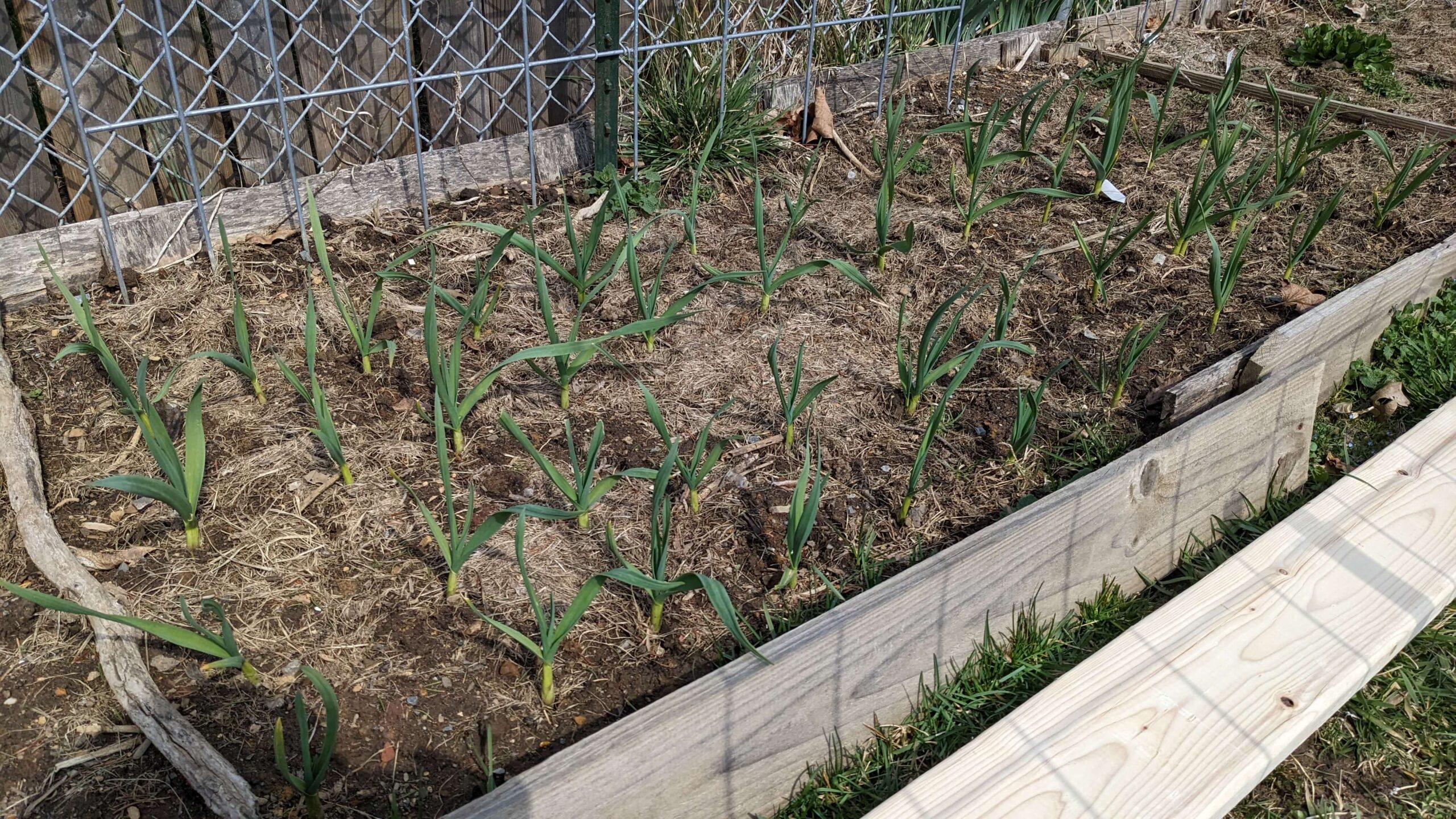 garlic in a garden bed