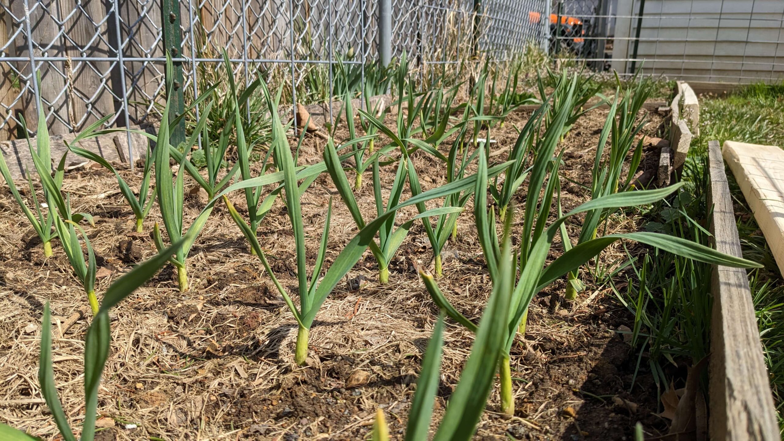 rows of garlic in a raised bed