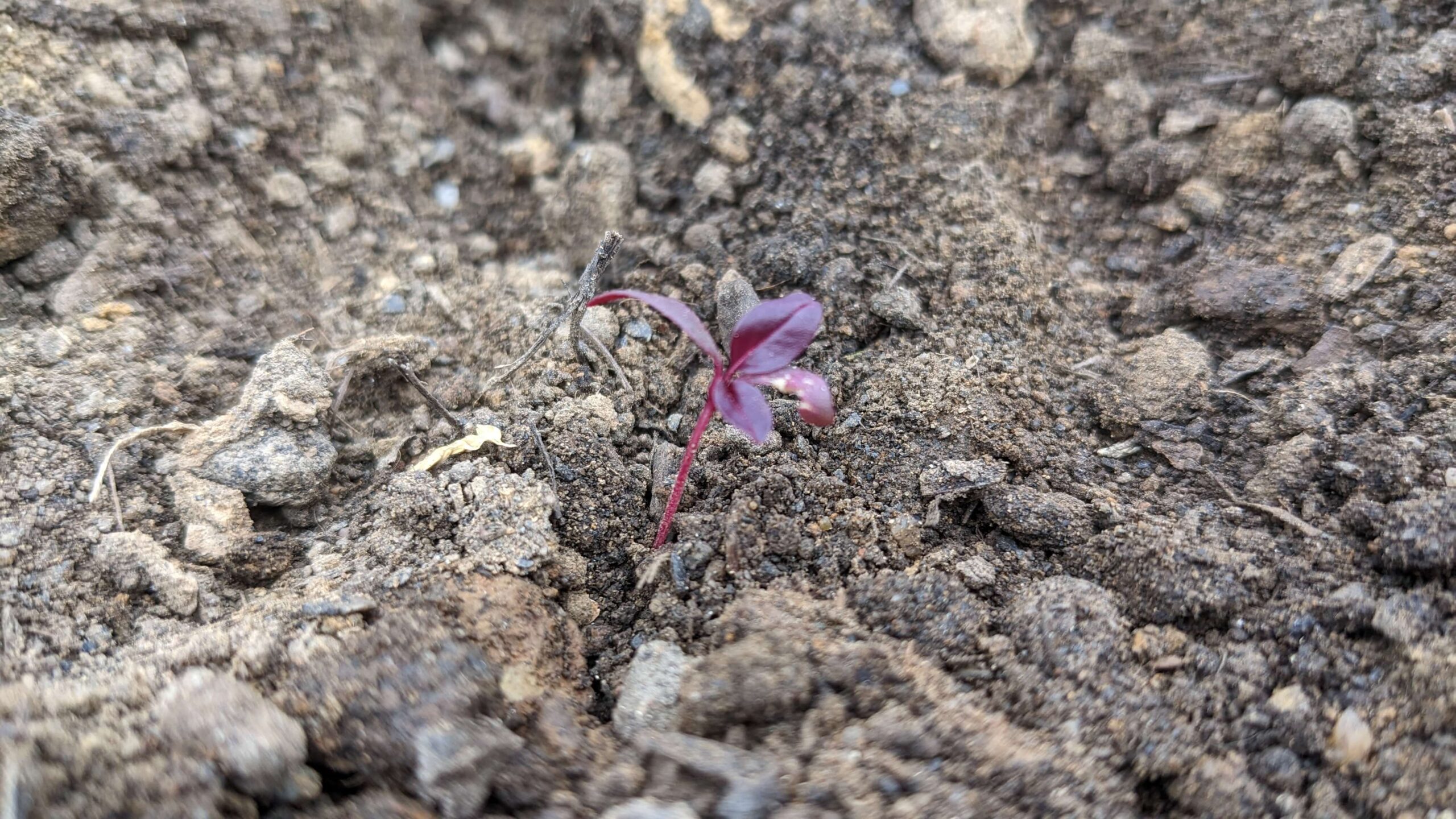 an amaranth seedling in soil