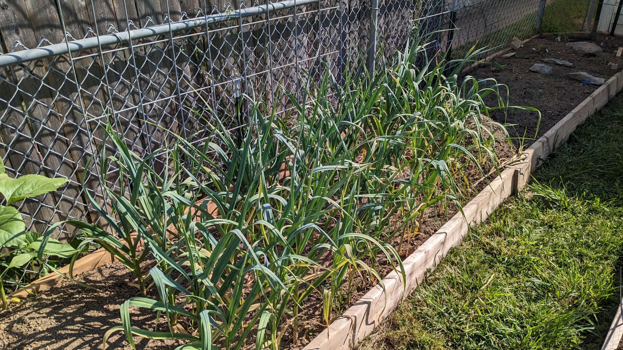 rows of tall garlic in a garden bed