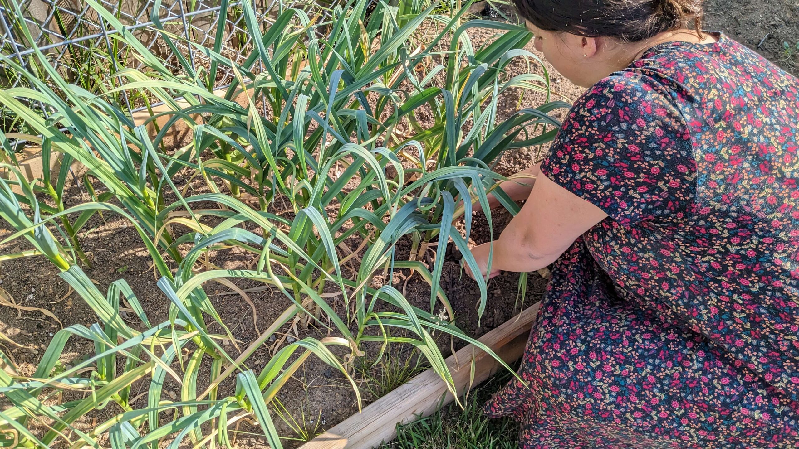 a woman pulling out stalks of garlic from the ground