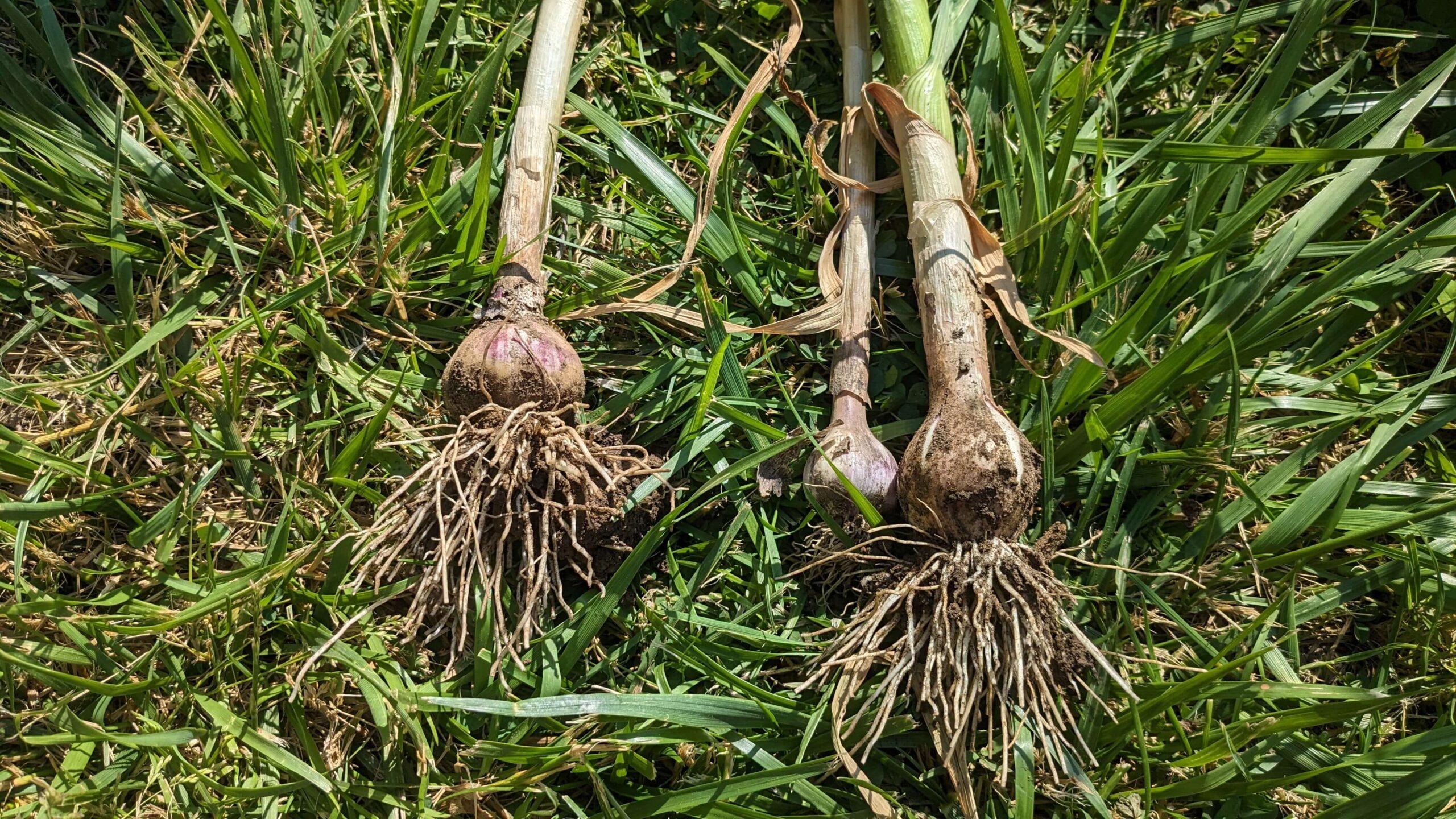 three heads of garlic with dirt on them laying in the grass