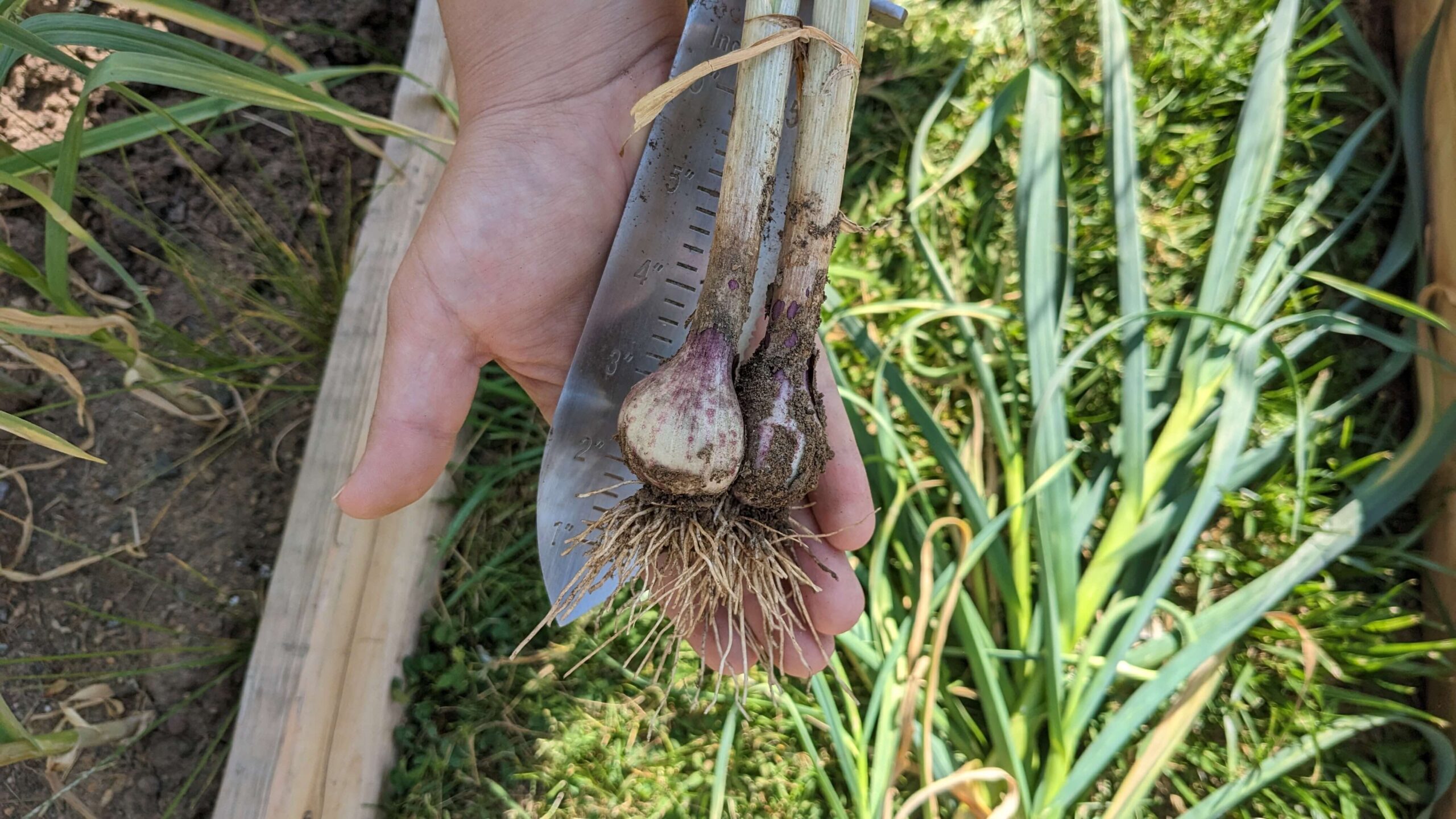 woman holding two bulbs of garlic with dirt on them in front of a hand shovel