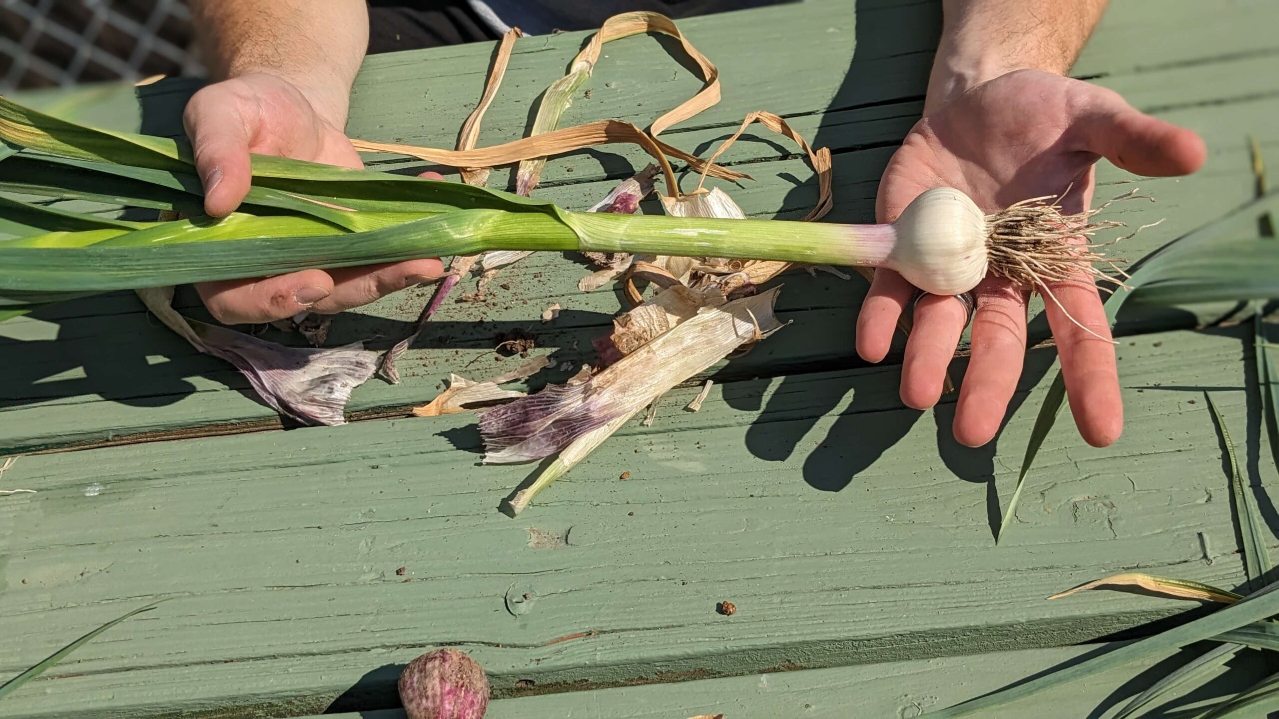 man holding a long stalk of cleaned garlic 