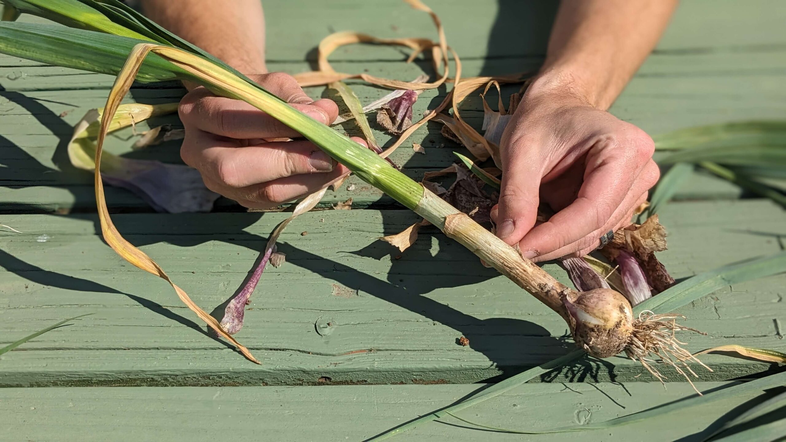 man peeling the outermost layer of garlic off