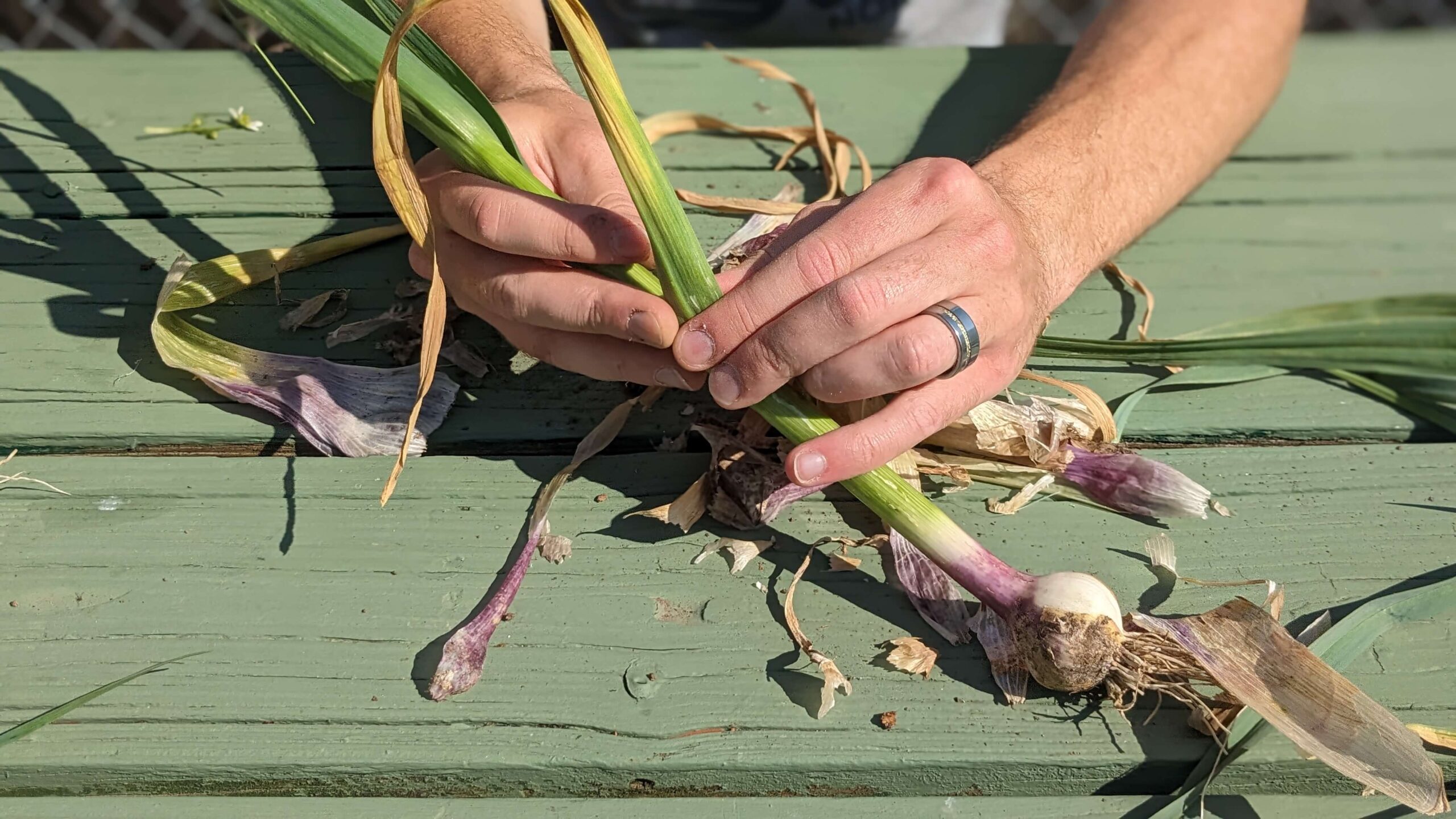 man peeling the second layer of garlic off