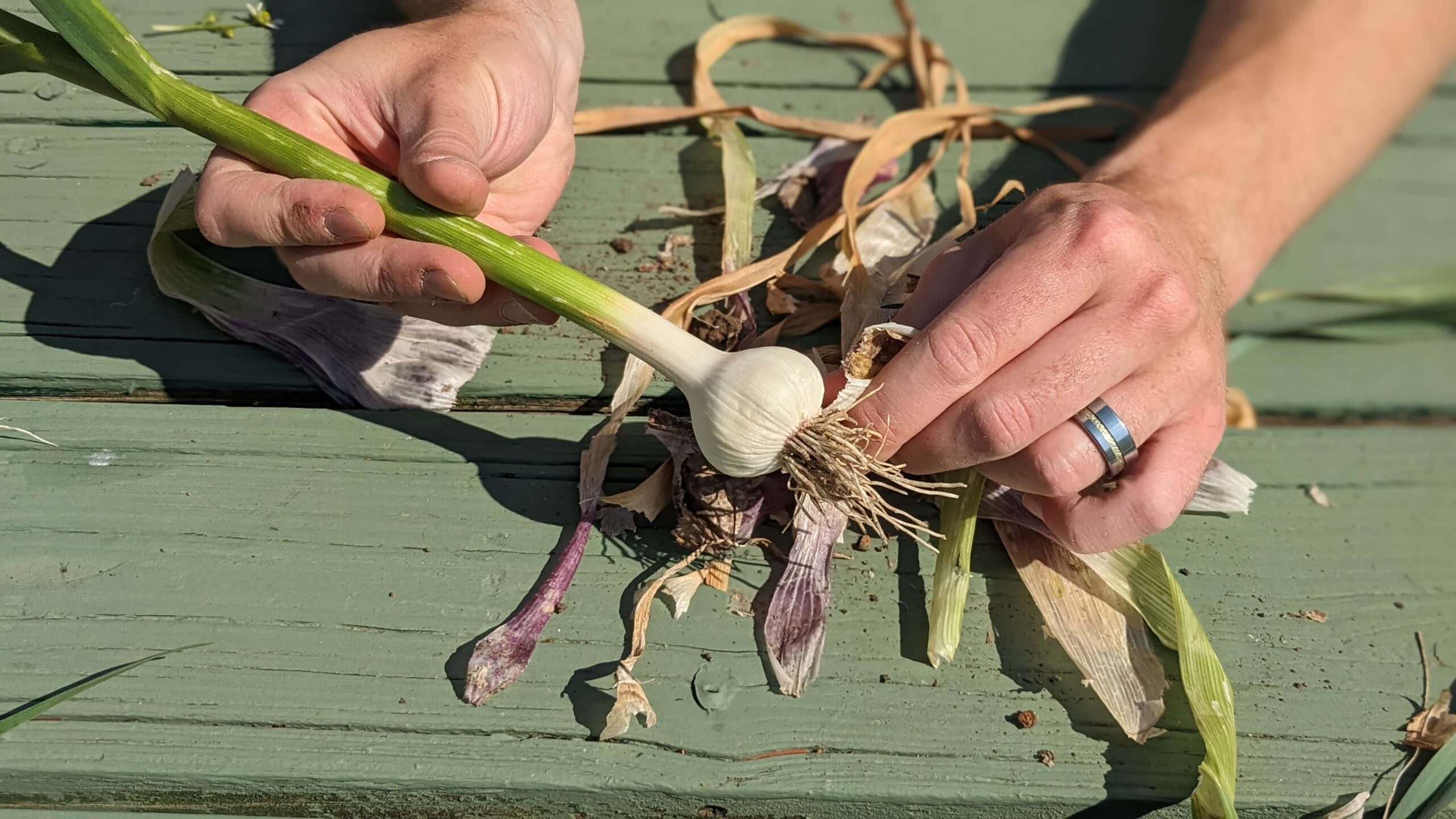 man brushing dirt off of a bulb of garlic