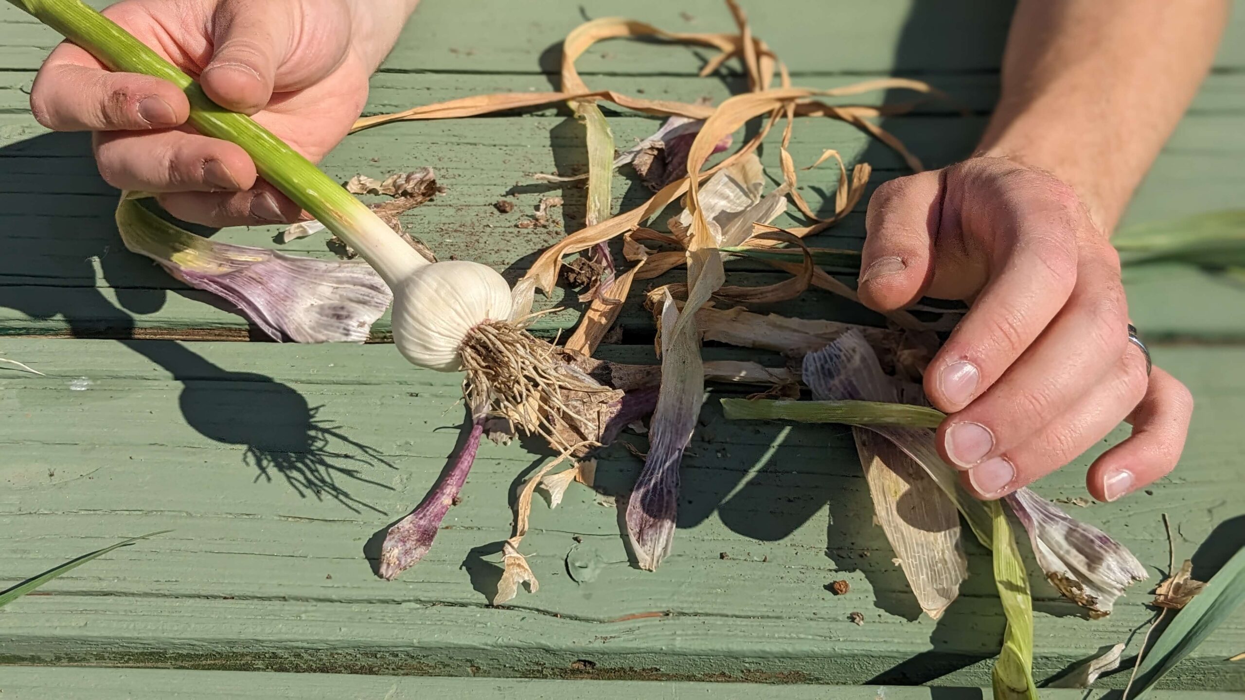 man holding a cleaned bulb of garlic