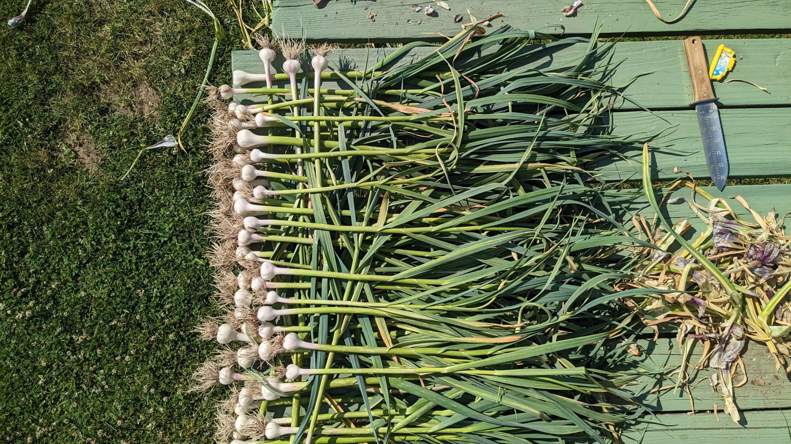 stacked garlic on a picnic table