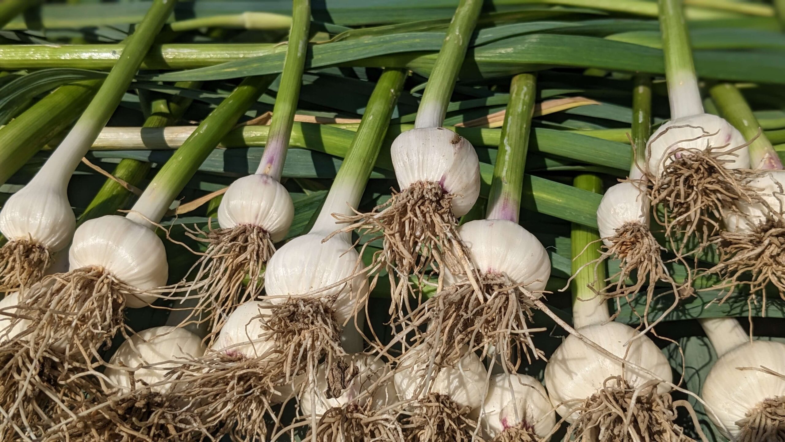 A Beginner’s Garlic Harvest