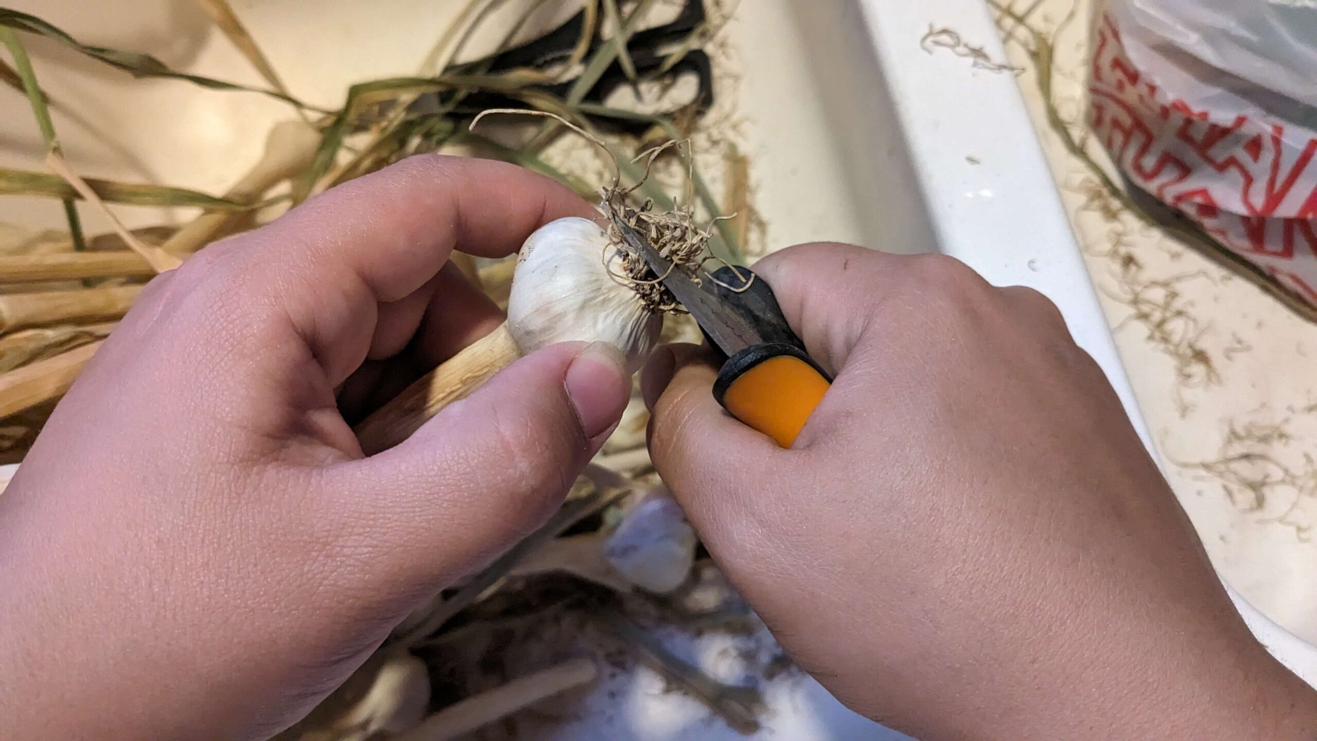 woman cutting the dried roots off of a dried bulb of garlic