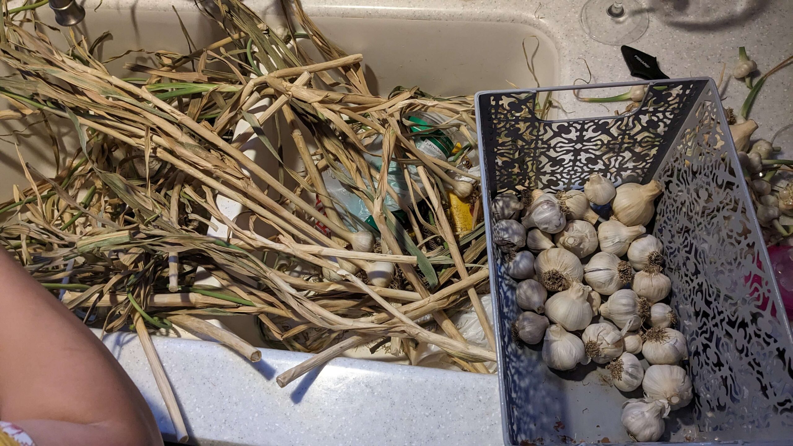 a sink of dried greens and roots of garlic bulbs next to a basket of cut and trimmed garlic bulbs