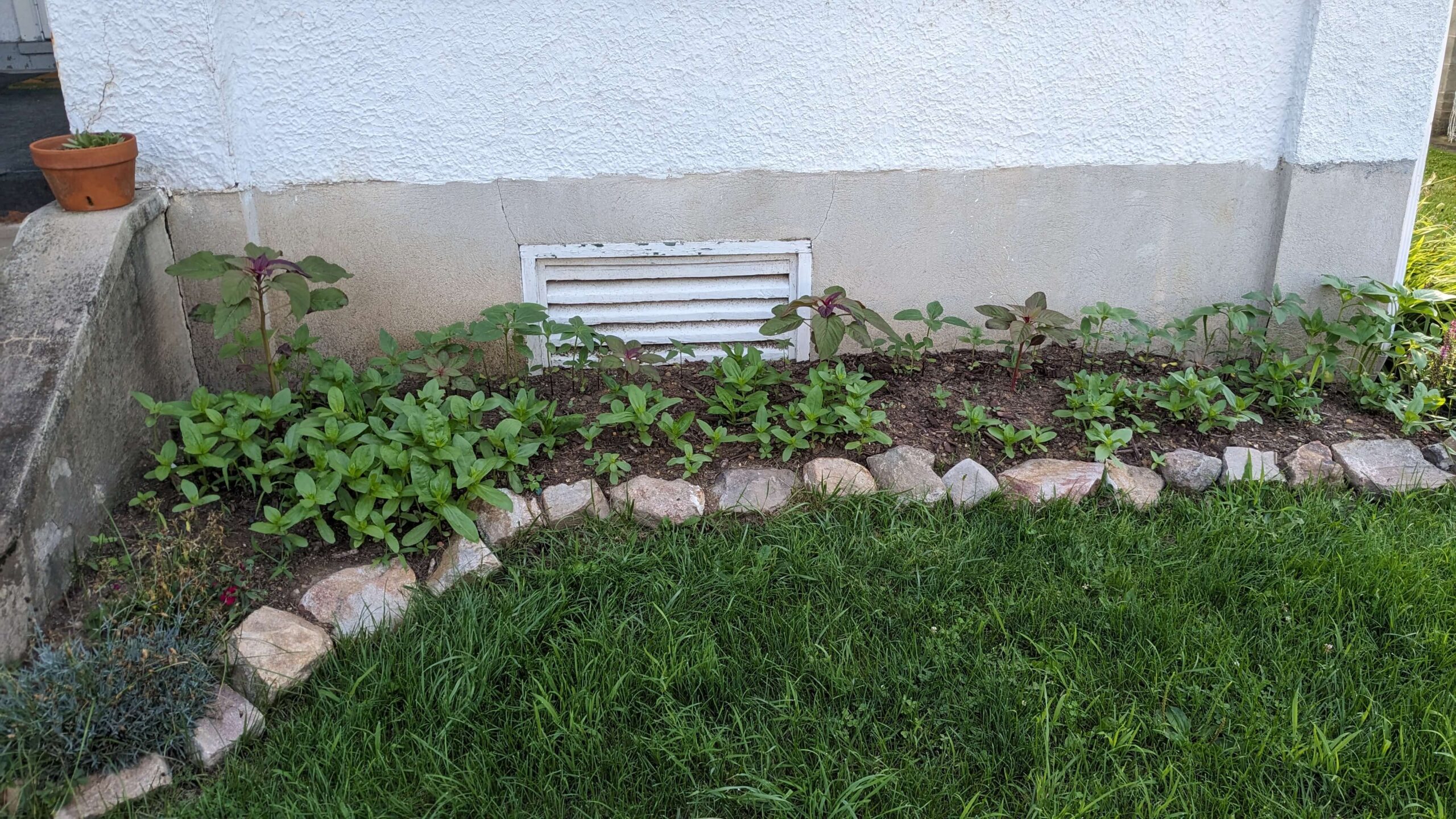 a rock lined garden bed against a house with seedlings that are well established