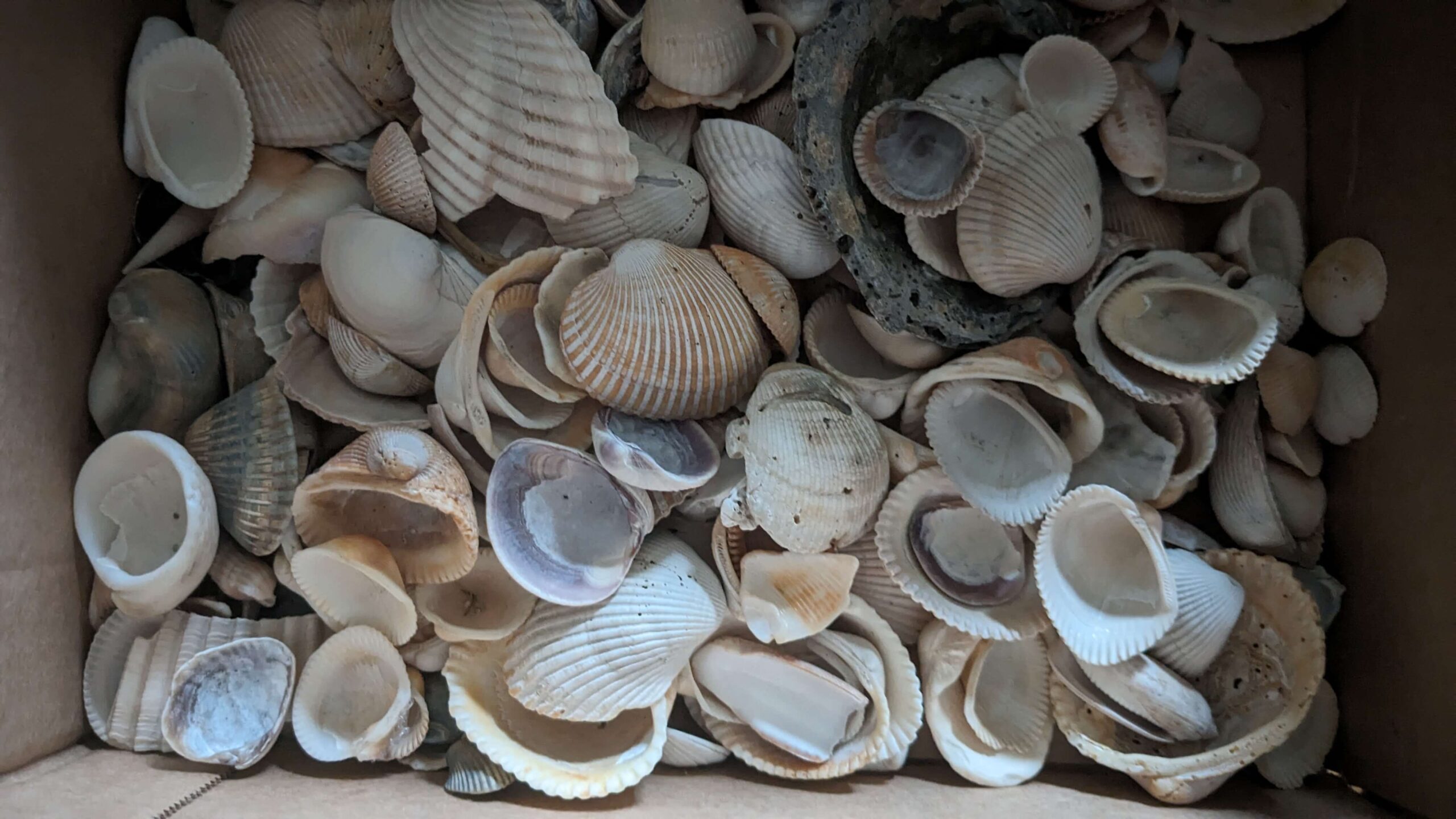 box of sea shells
