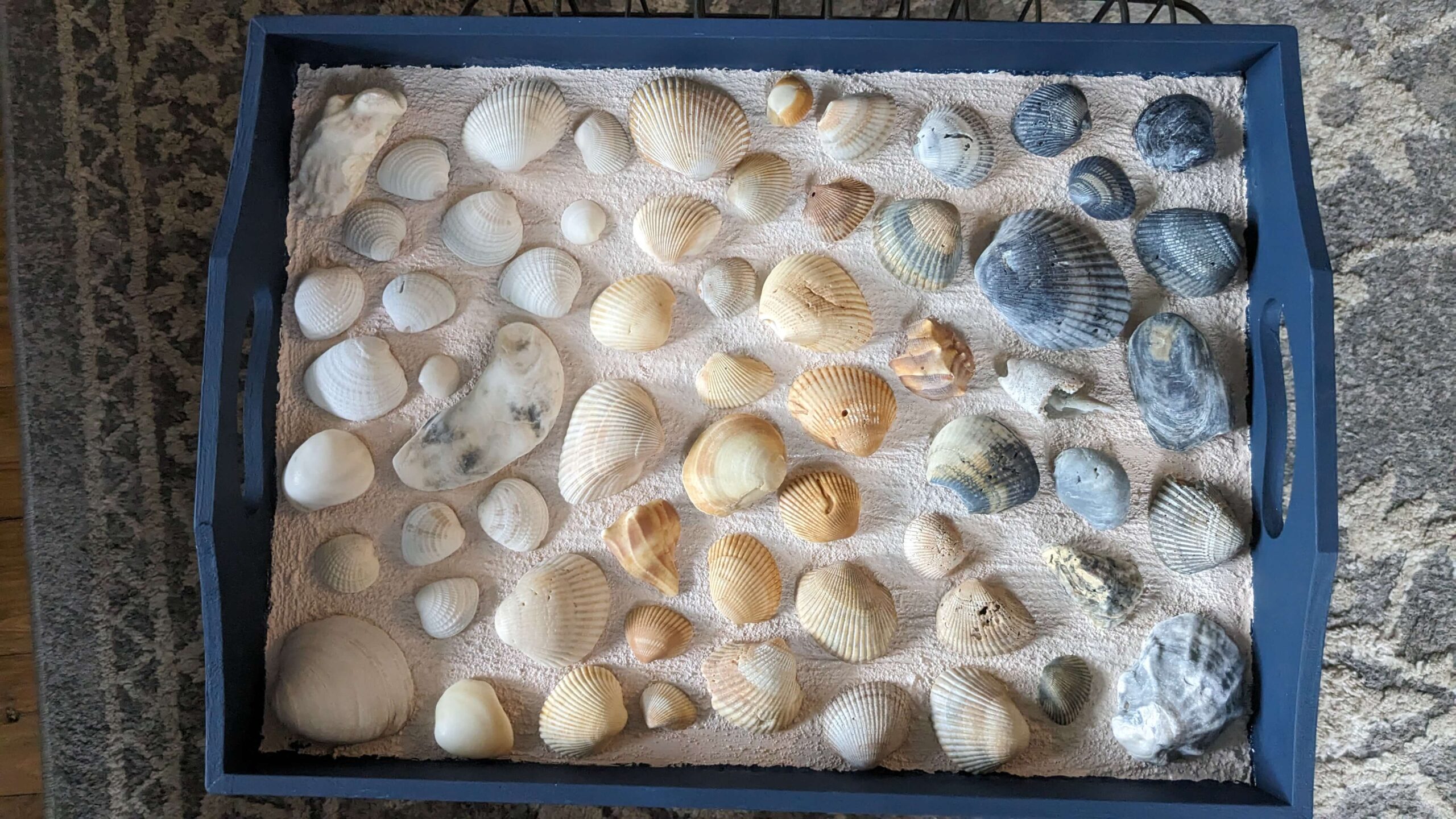 seashells arranged in a color gradient on textured tan paint on a wooden tray