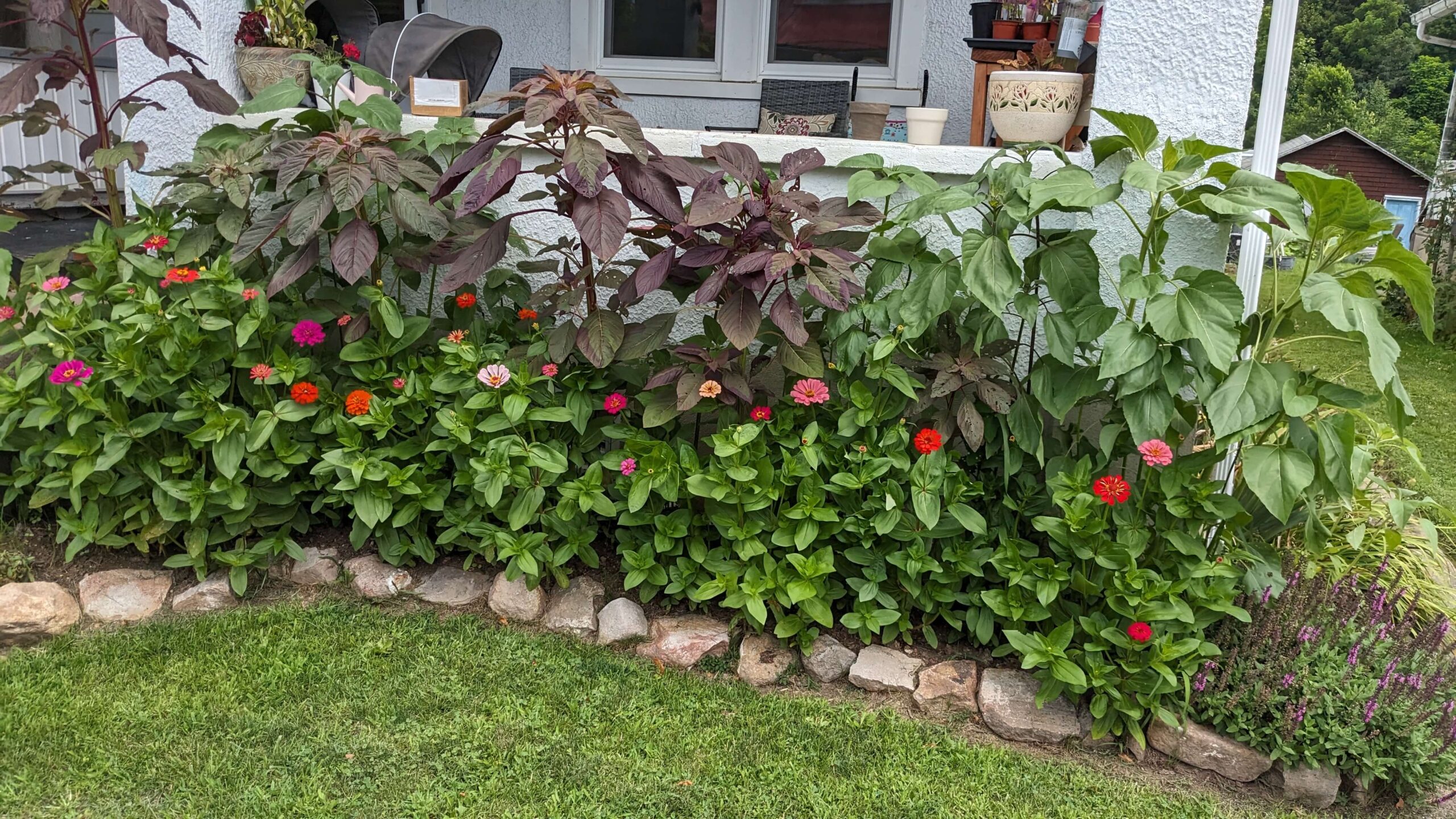 a rock lined garden bed against a house with zinnia flowers and plants that are well established