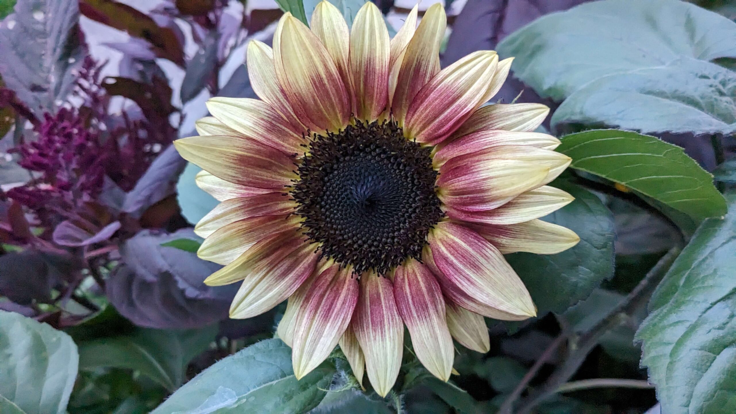 ruby eclipse sunflower