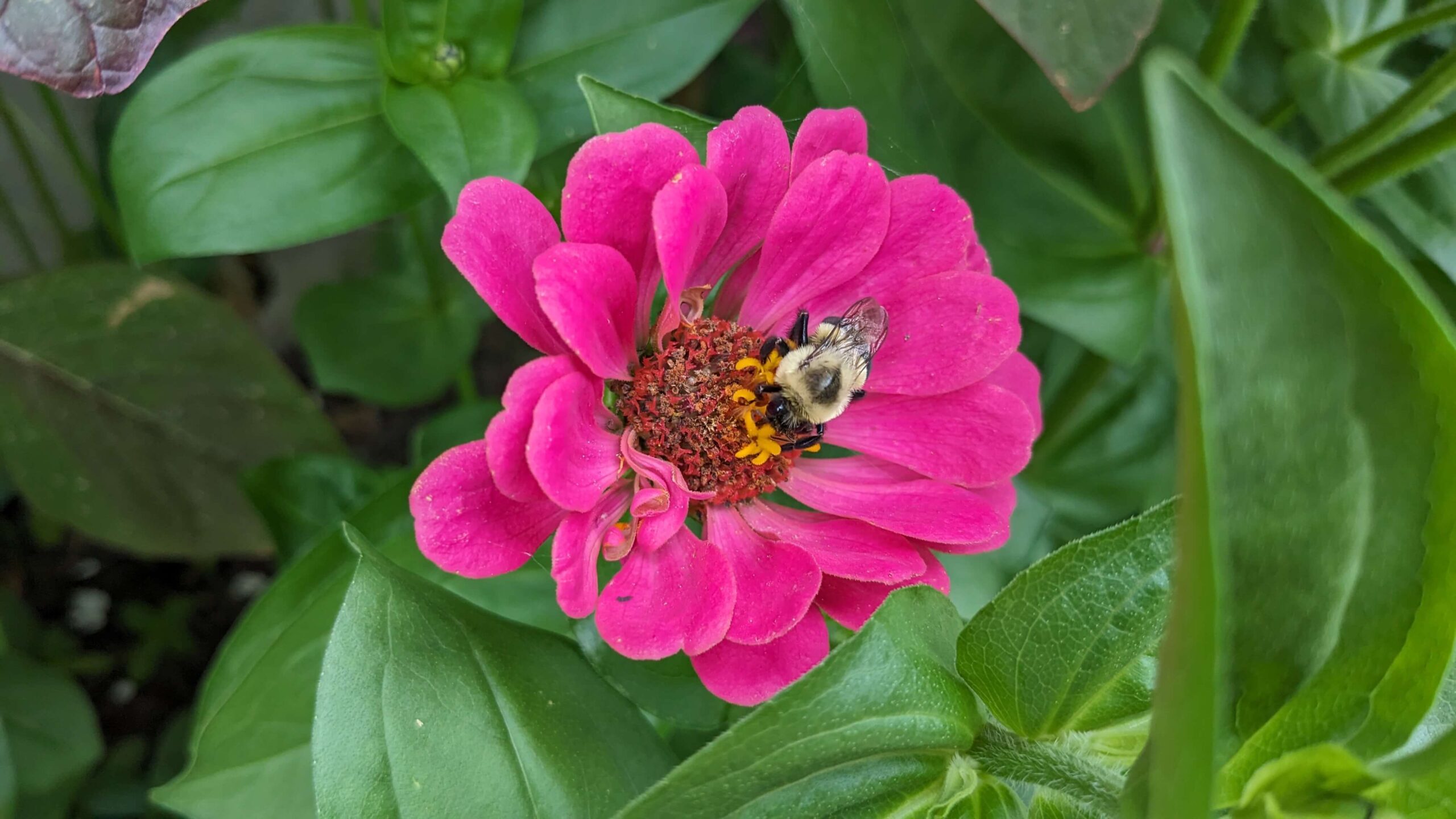 a bumble bee in a pink zinnia