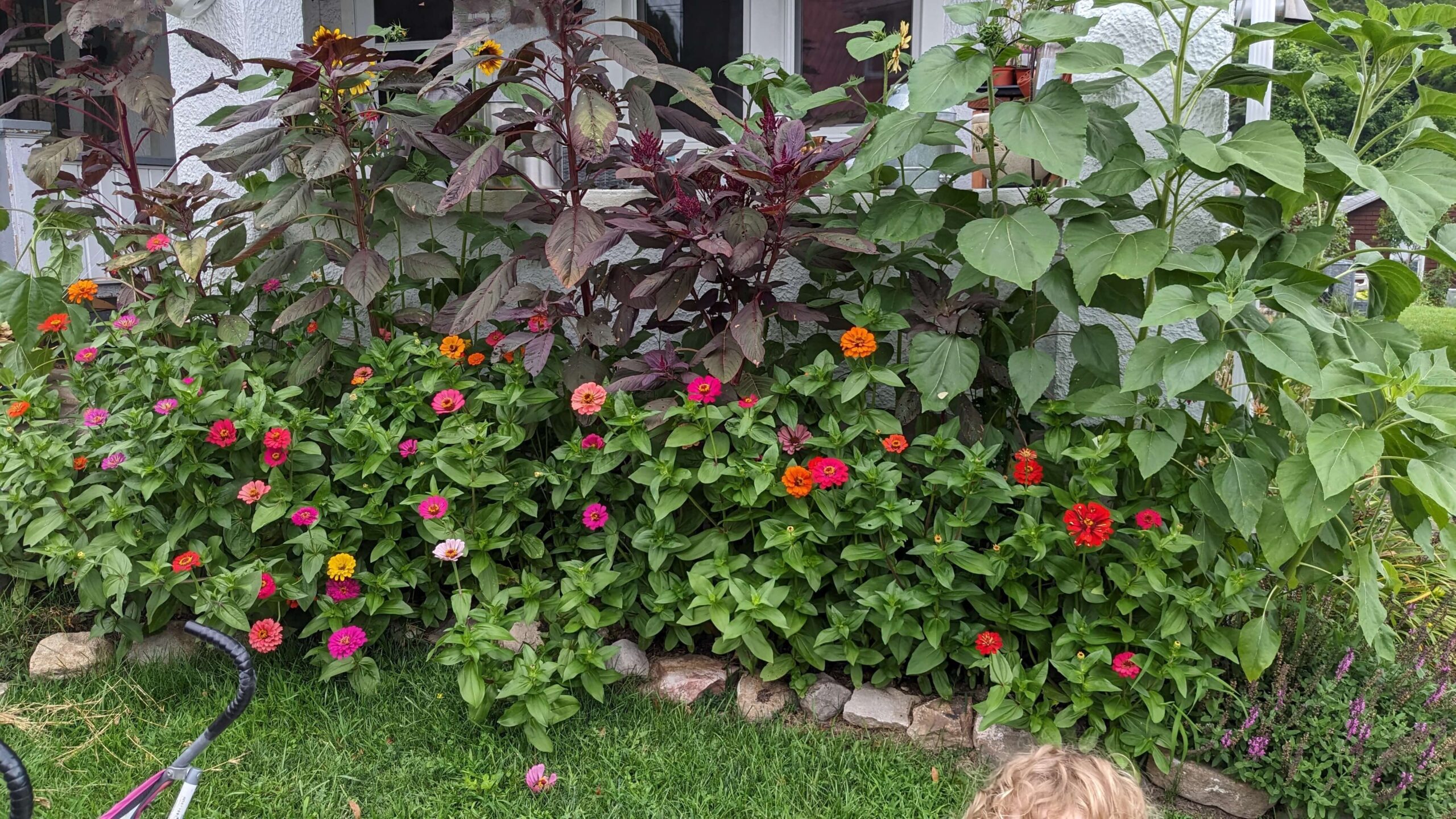 a rock lined garden bed against a house with zinnia flowers, giant purple amaranth plants, and several varieties of sunflowers