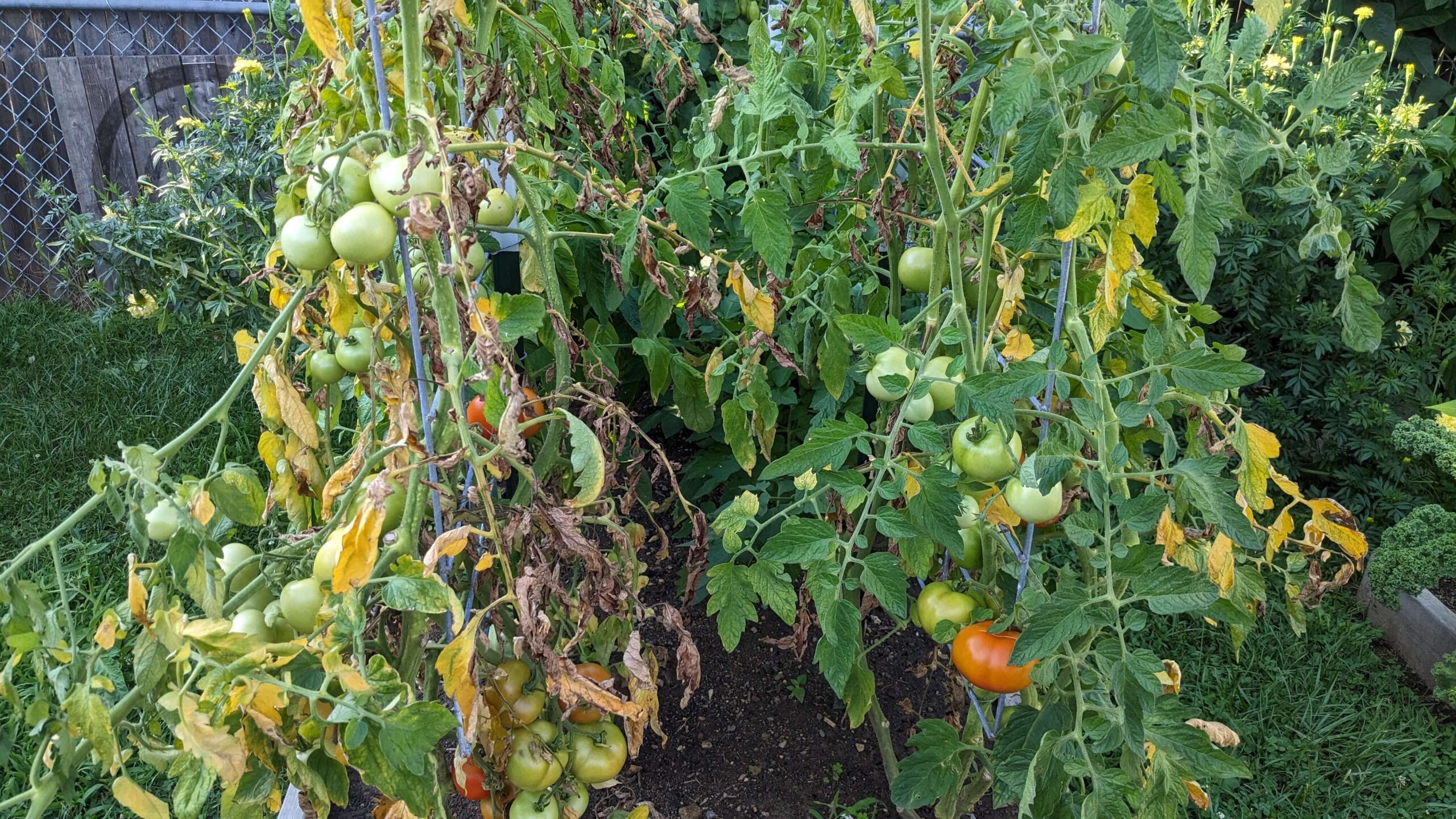 two rows of tomato plants growing on cattle panels