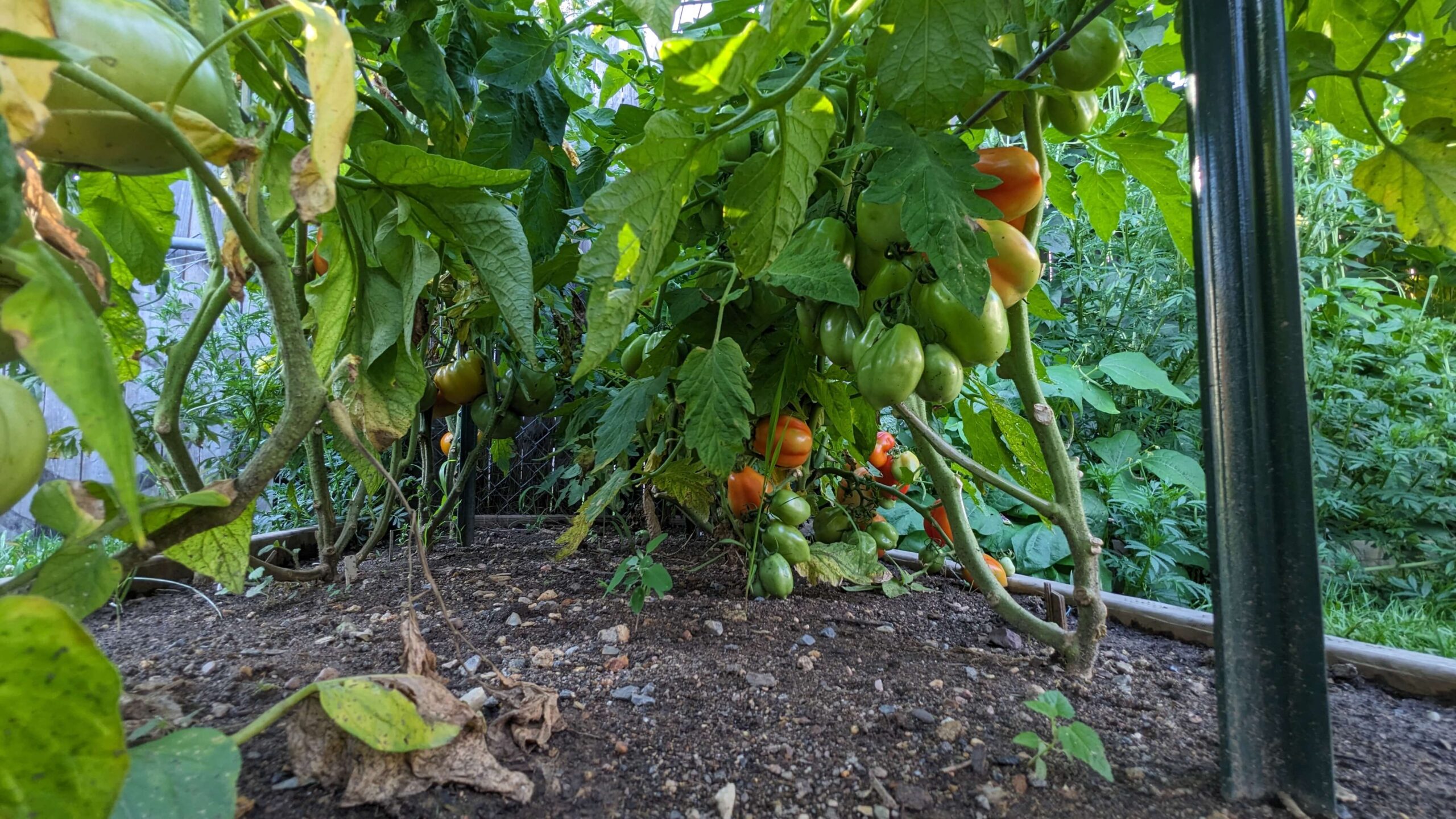 a row of tomato plants 