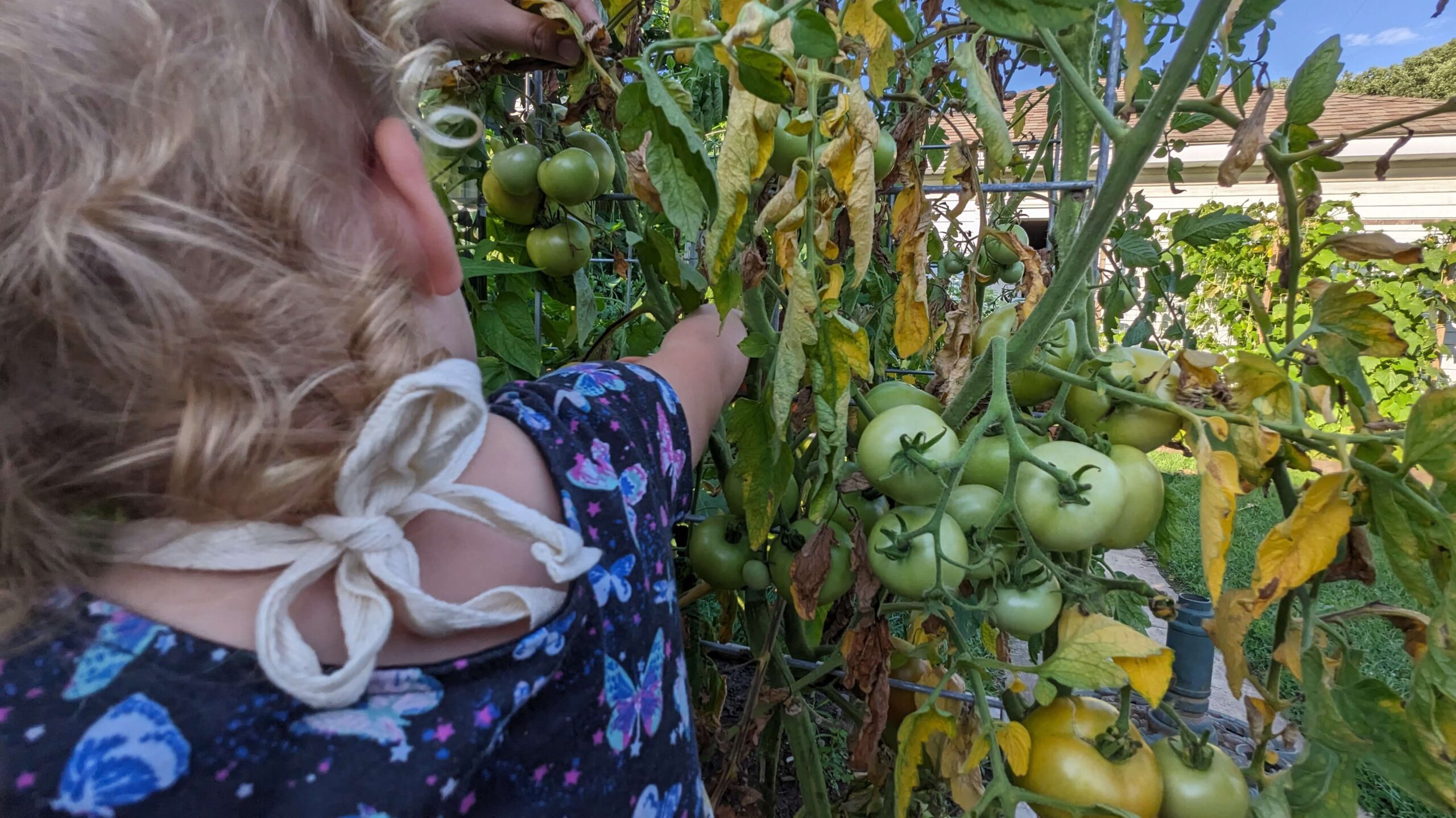 toddler girl touching a tomato plant