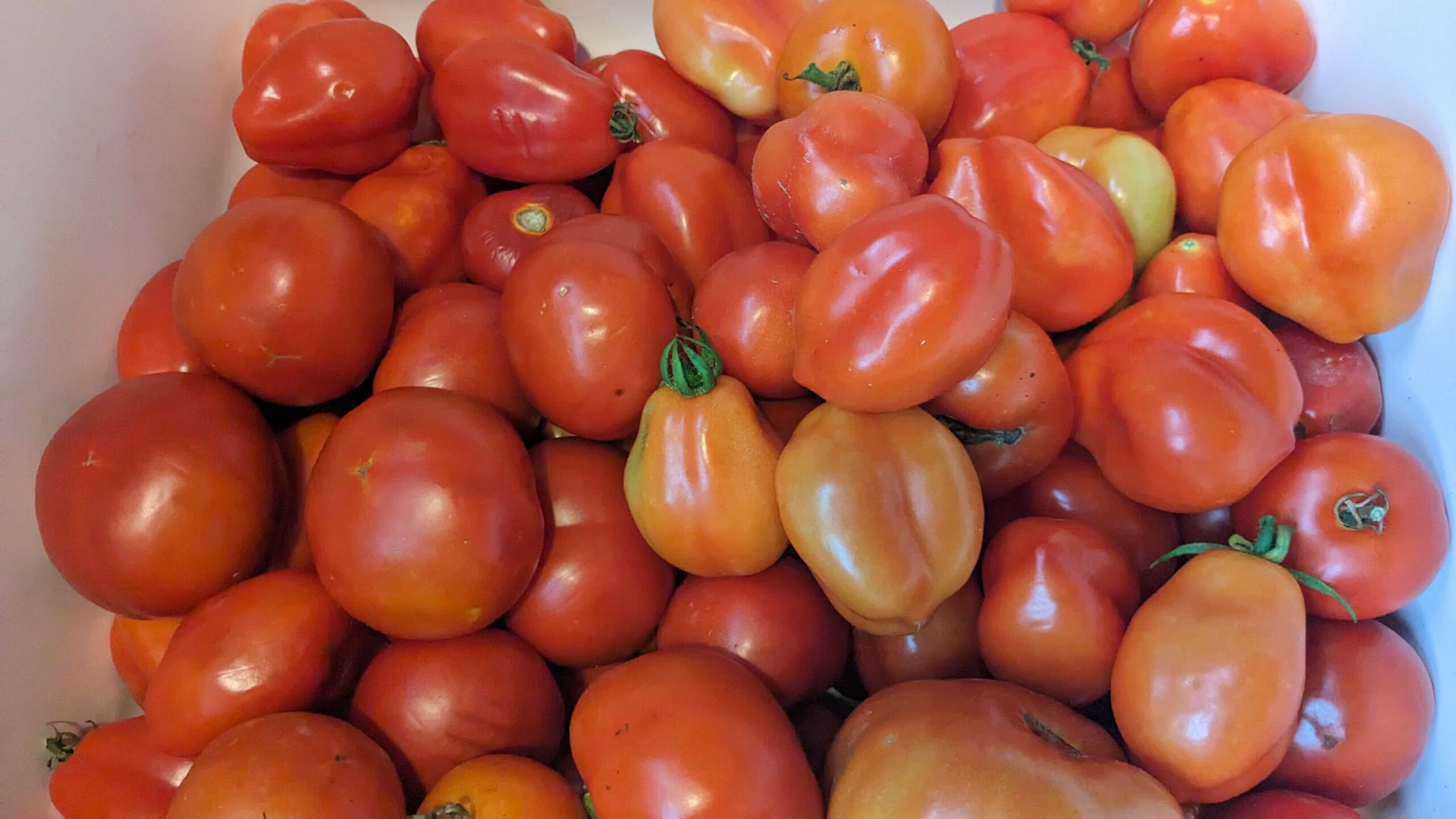 Tomato Growing Tips For Your Best Harvest