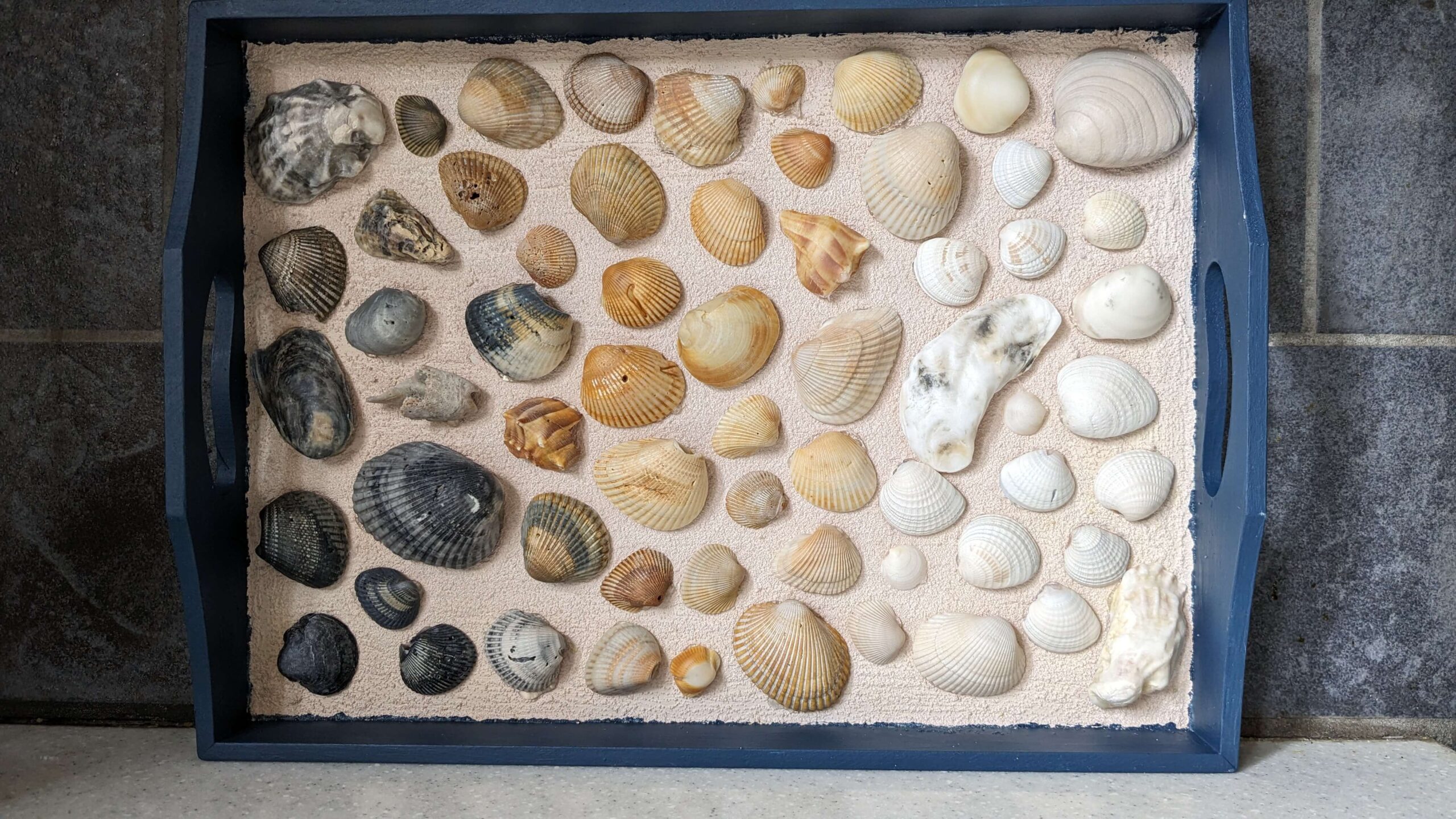 blue tray with a tan textured bottom covered in a gradient of sea shells. 