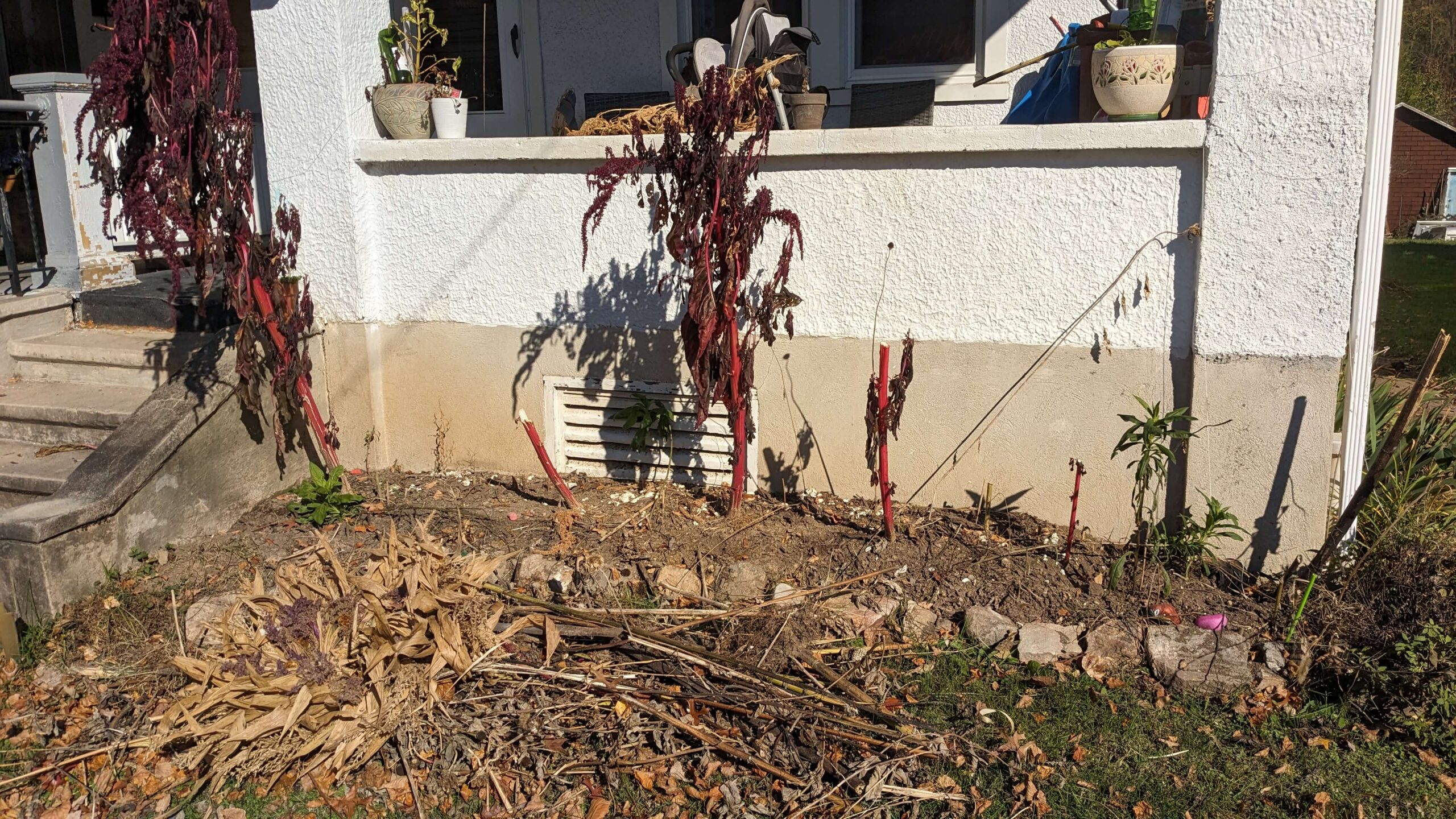 an almost empty flower bed with the stalks of giant purple amaranth plants