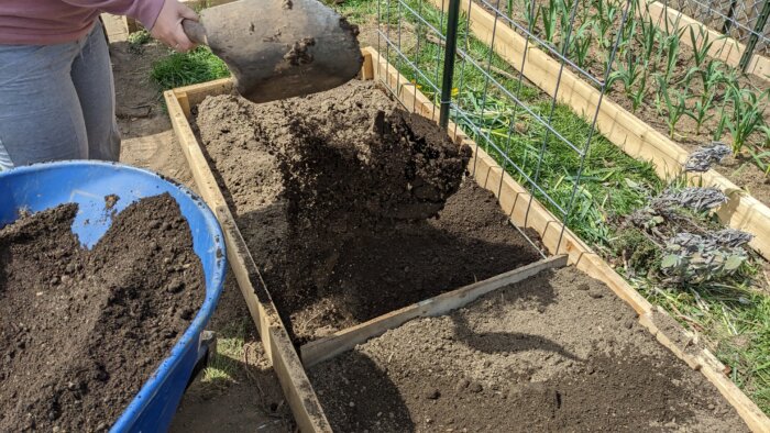 Shoveling soil from inside of a wheelbarrow into a raised bed